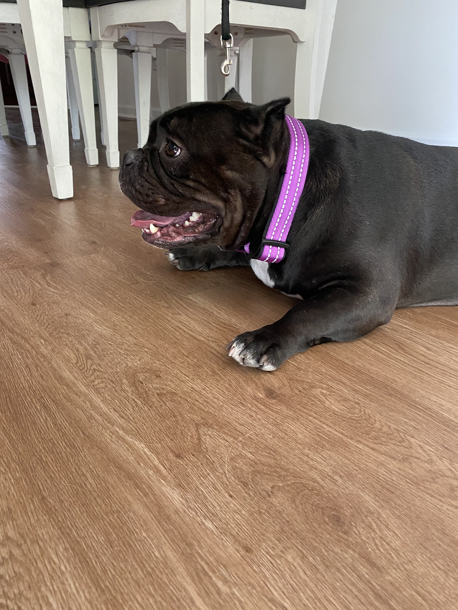 Yarn and Bone Pet Supply & Grooming Georgetown - Georgetown, DE