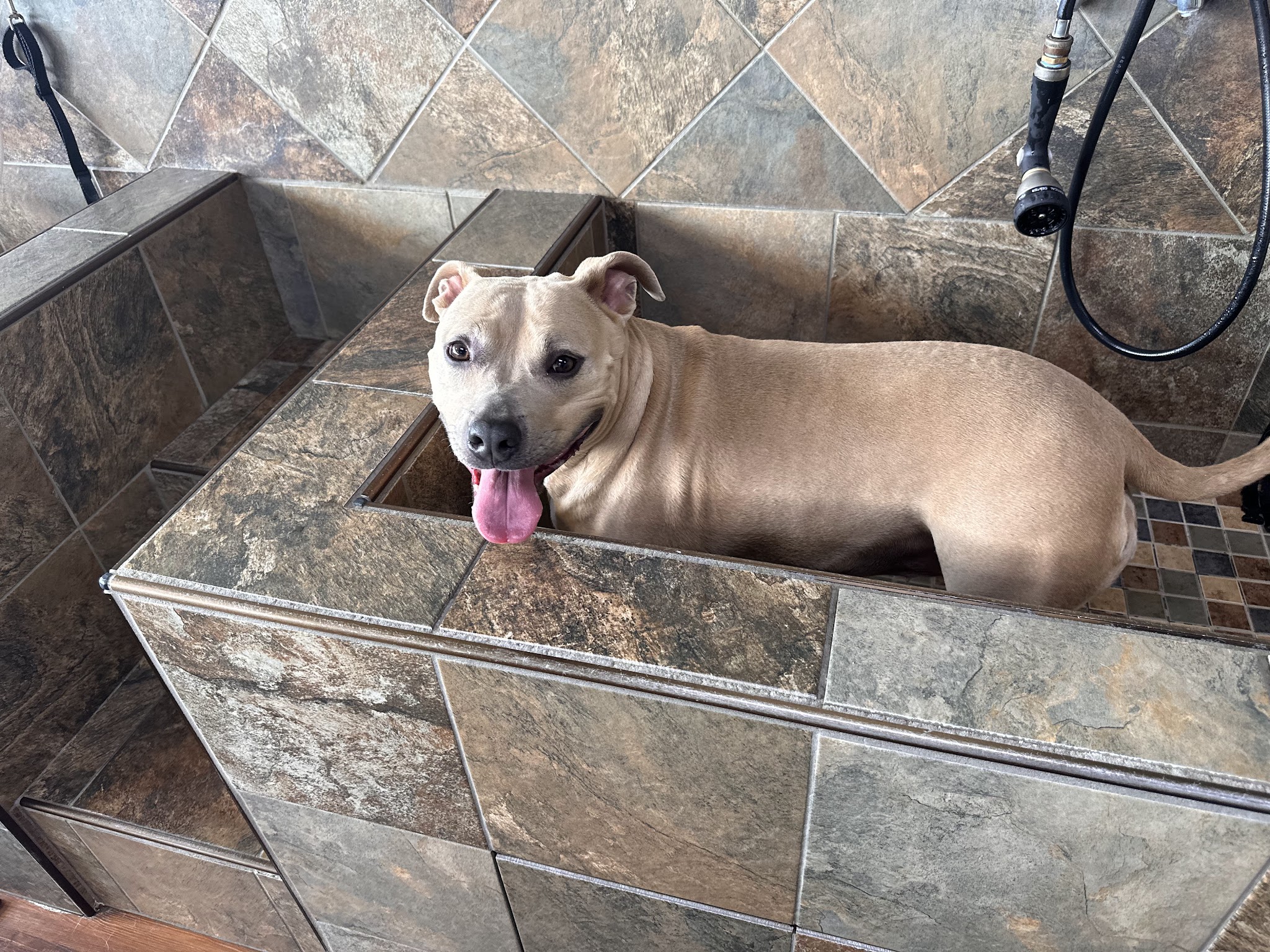 Yarn and Bone Pet Supply & Grooming Georgetown - Georgetown, DE