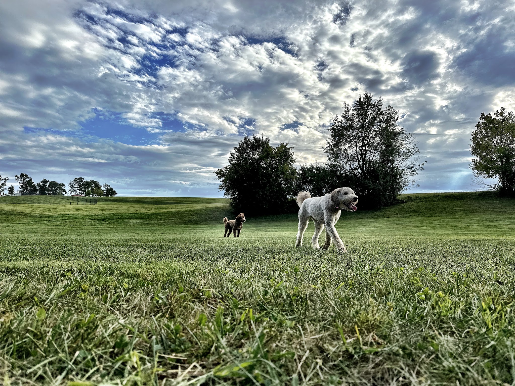 Scott County Dog Park - Georgetown, KY