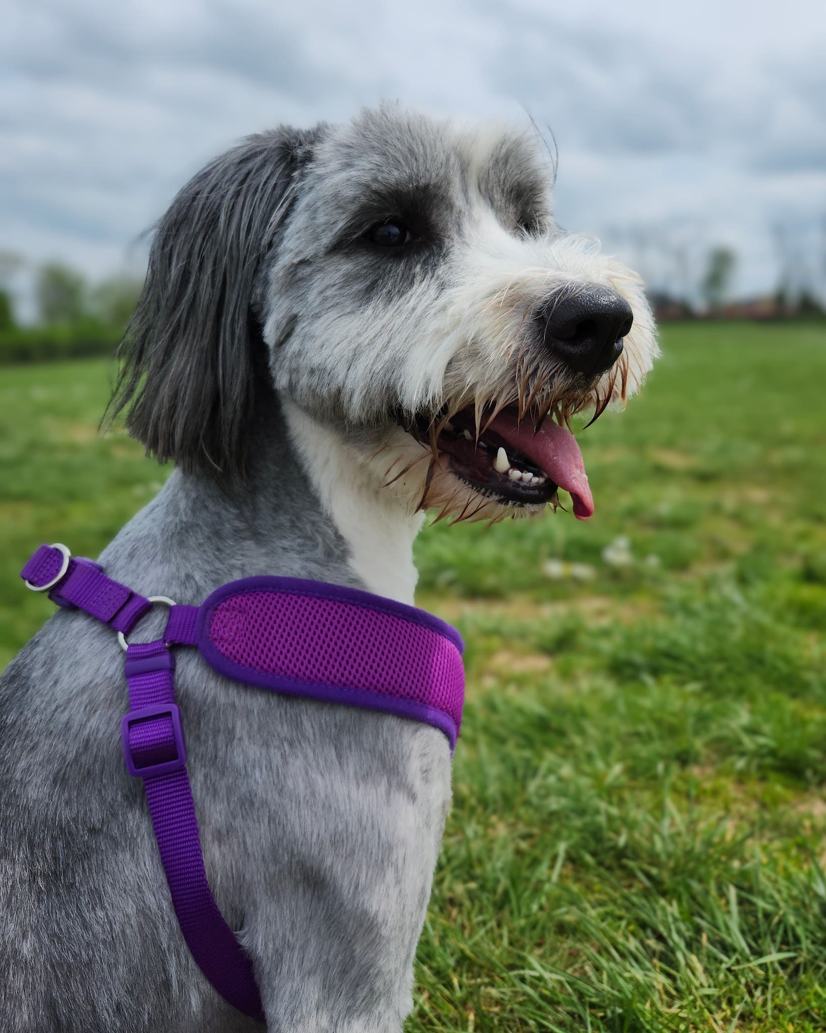 Scott County Dog Park - Georgetown, KY
