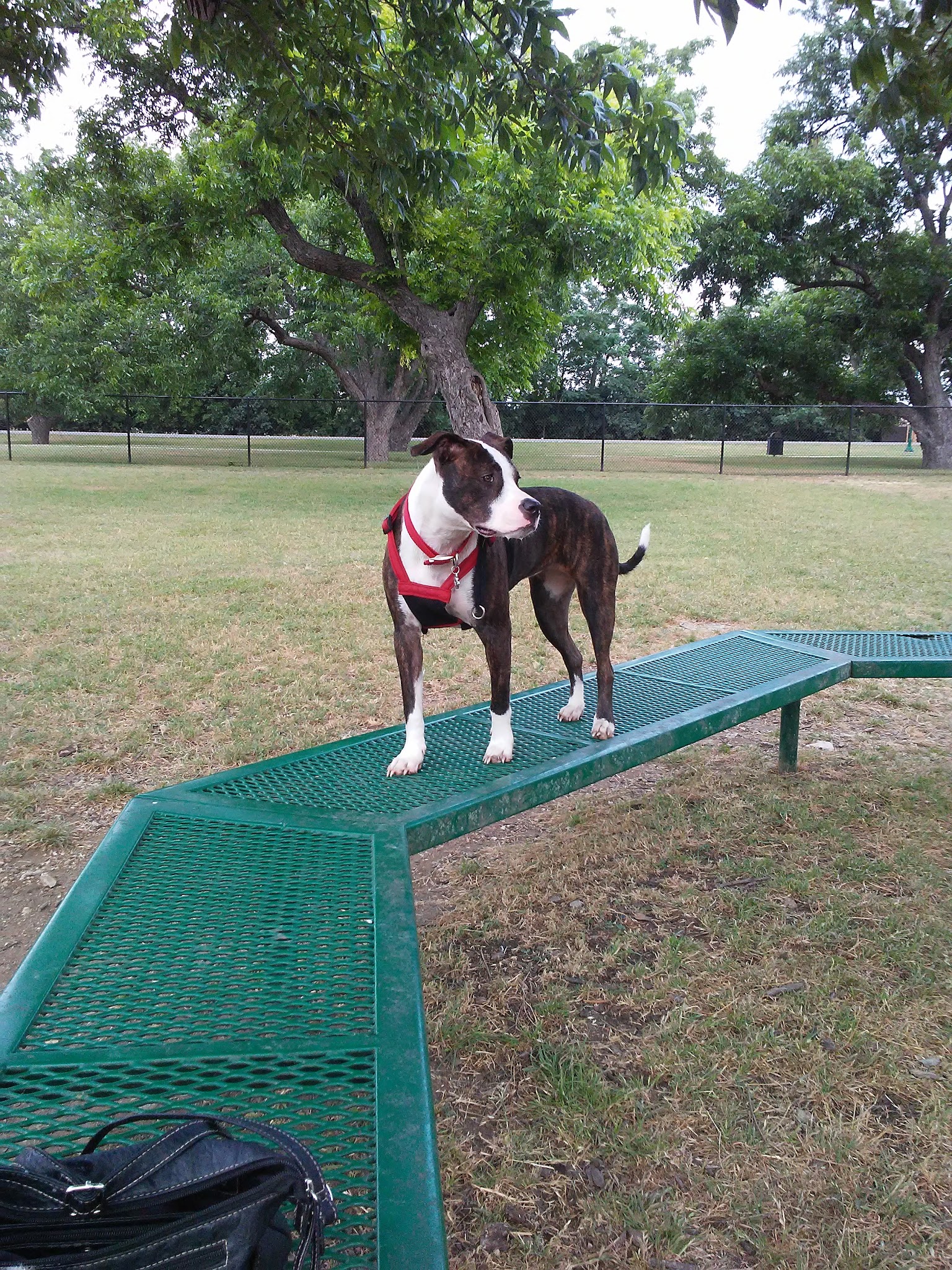 Bark Park - Georgetown, TX