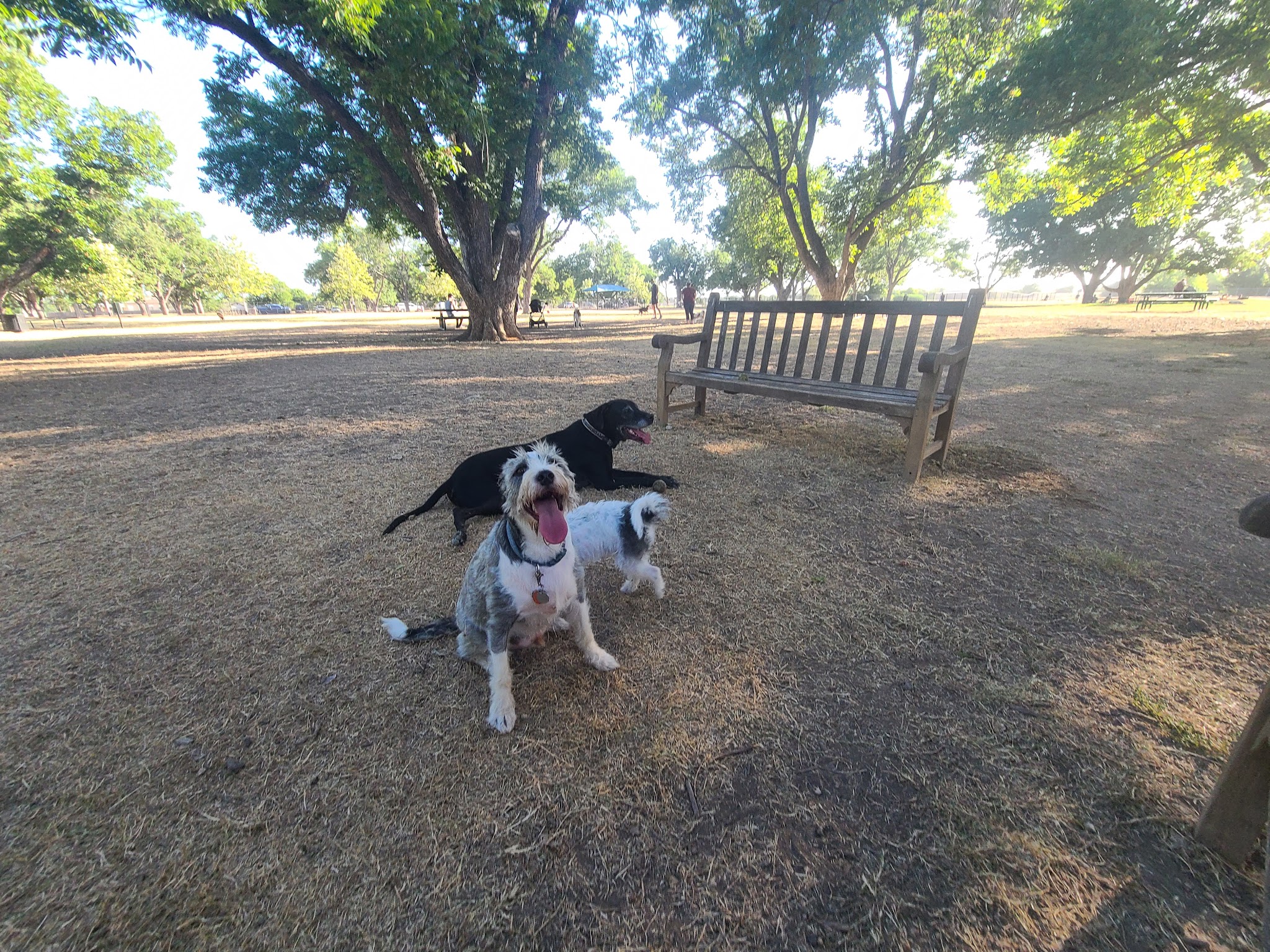 Bark Park - Georgetown, TX