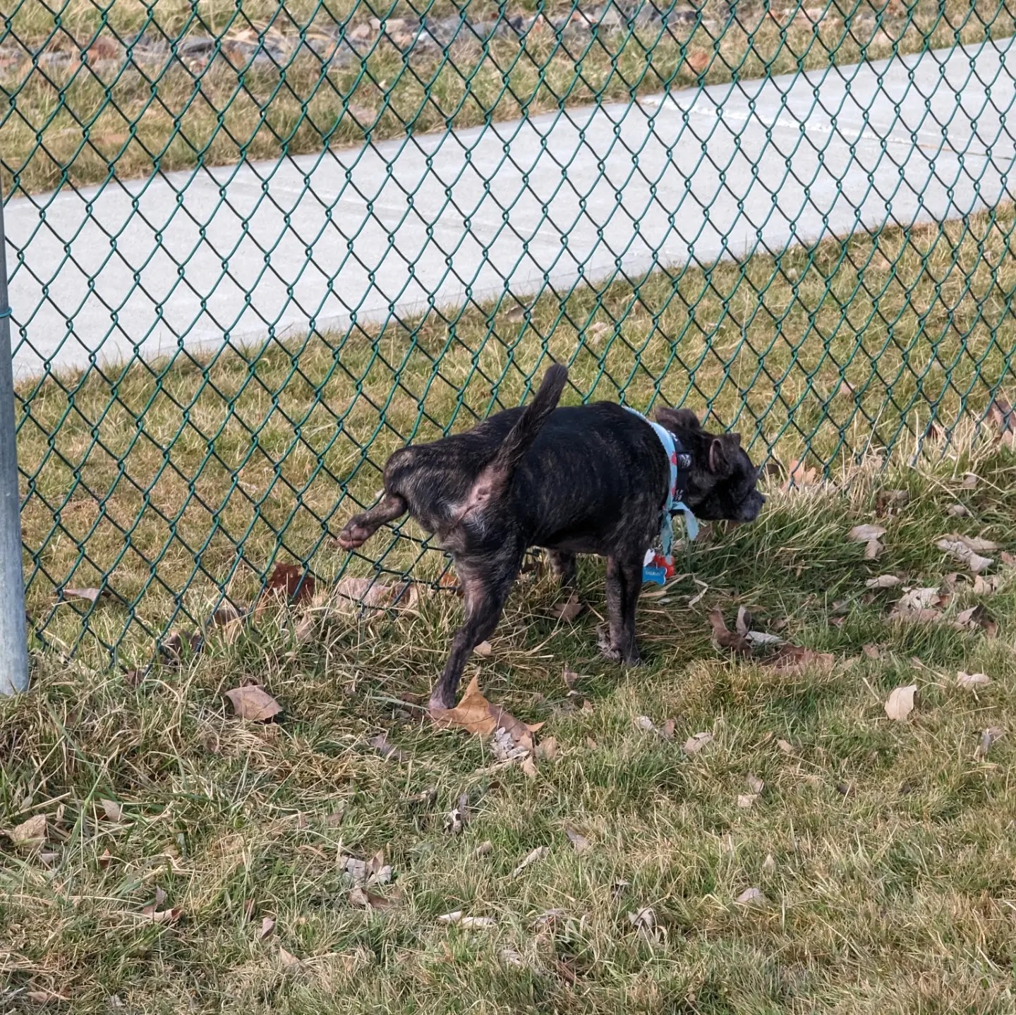 Palatine Bark Dog Park - Germantown, NY