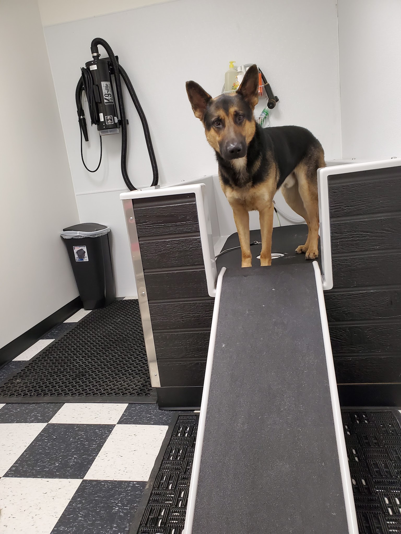 Doggie Do's Hair Salon - Gibsonia, PA
