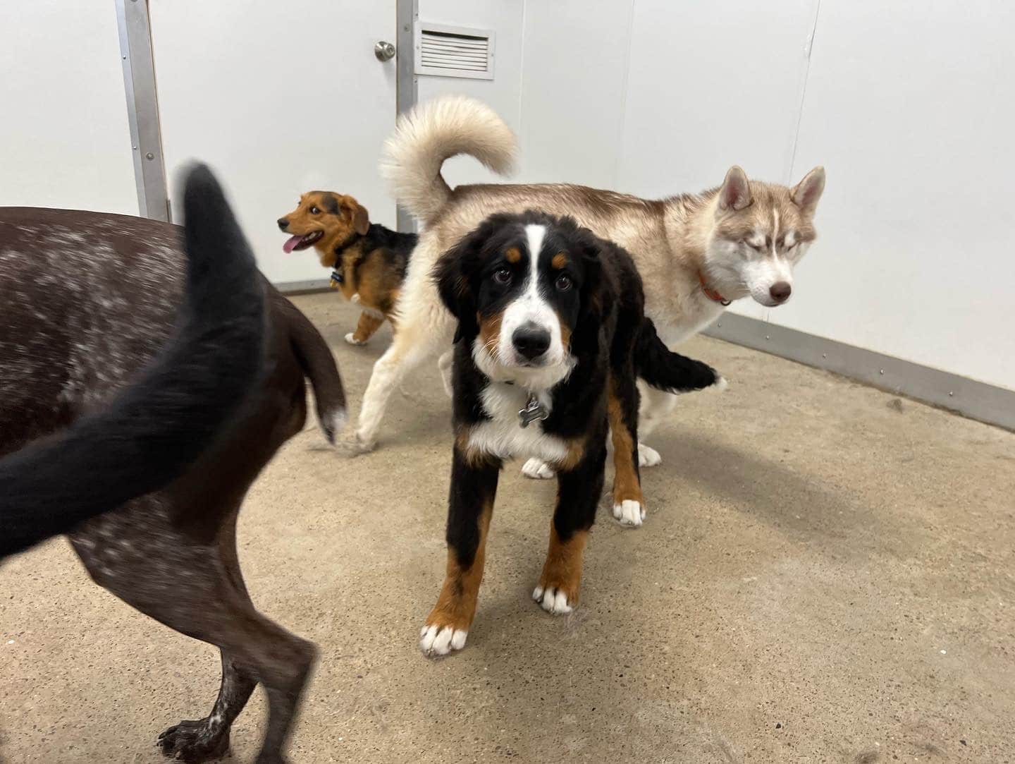 Unleashed Gibsonia - Gibsonia, PA