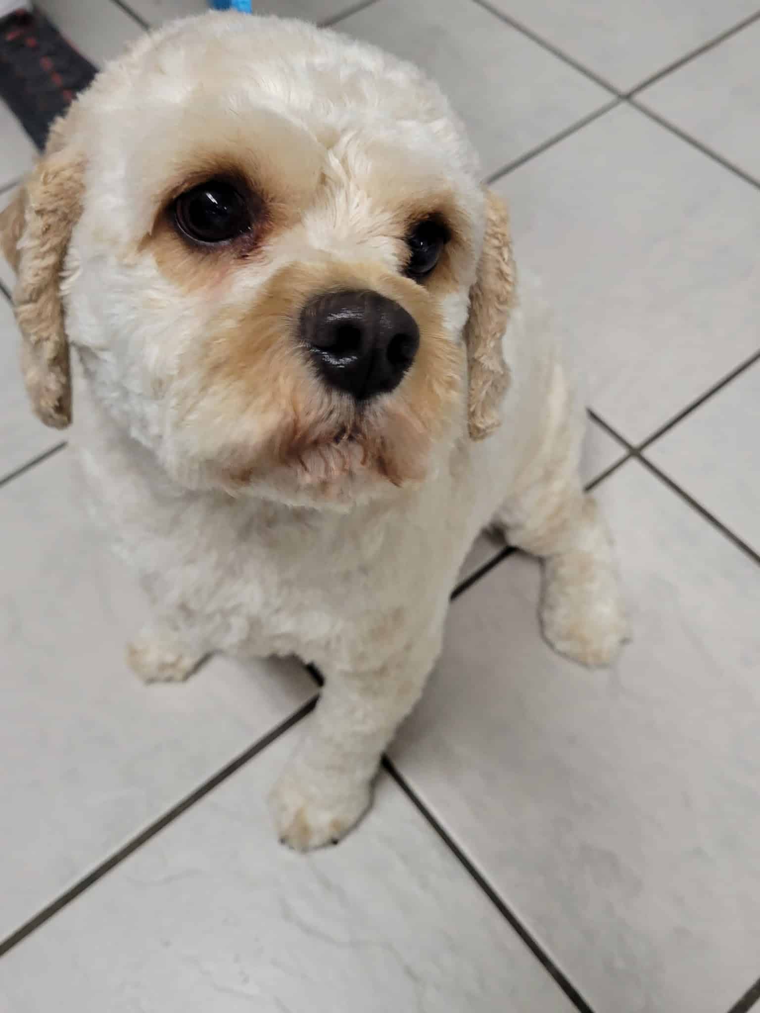 Unleashed Gibsonia - Gibsonia, PA