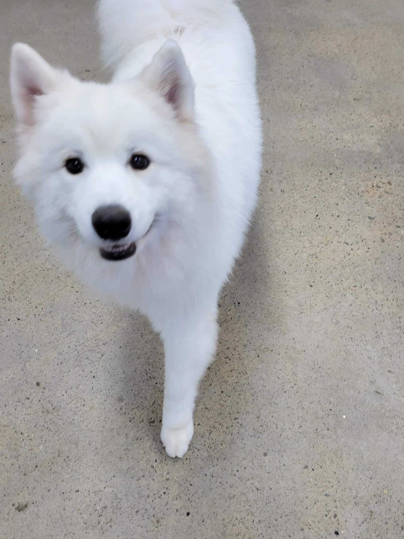 Unleashed Gibsonia - Gibsonia, PA