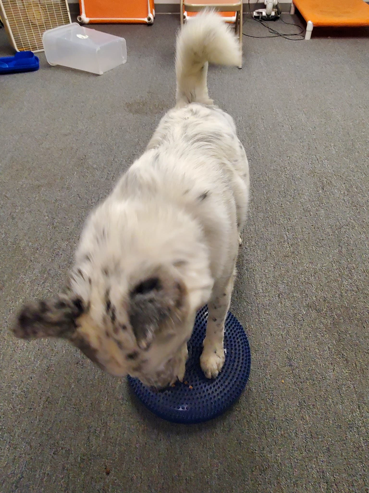 Unleashed Gibsonia - Gibsonia, PA