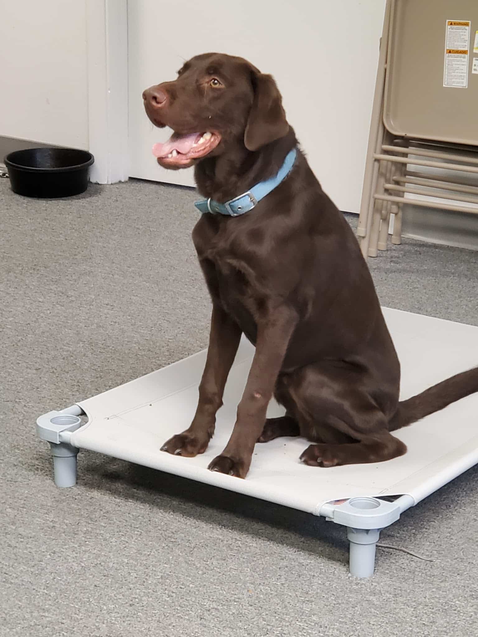 Unleashed Gibsonia - Gibsonia, PA