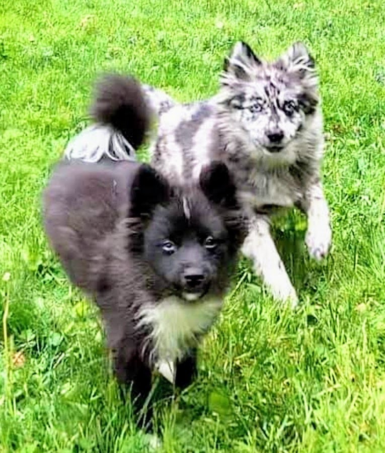 Trifecta Kennels - Gilbert, PA