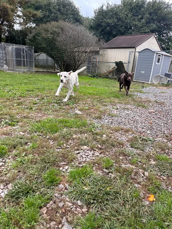 Trifecta Kennels - Gilbert, PA