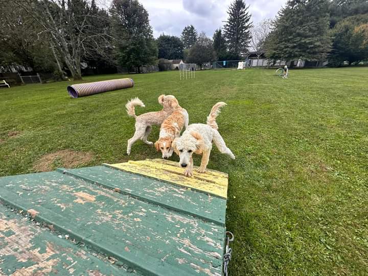 Trifecta Kennels - Gilbert, PA
