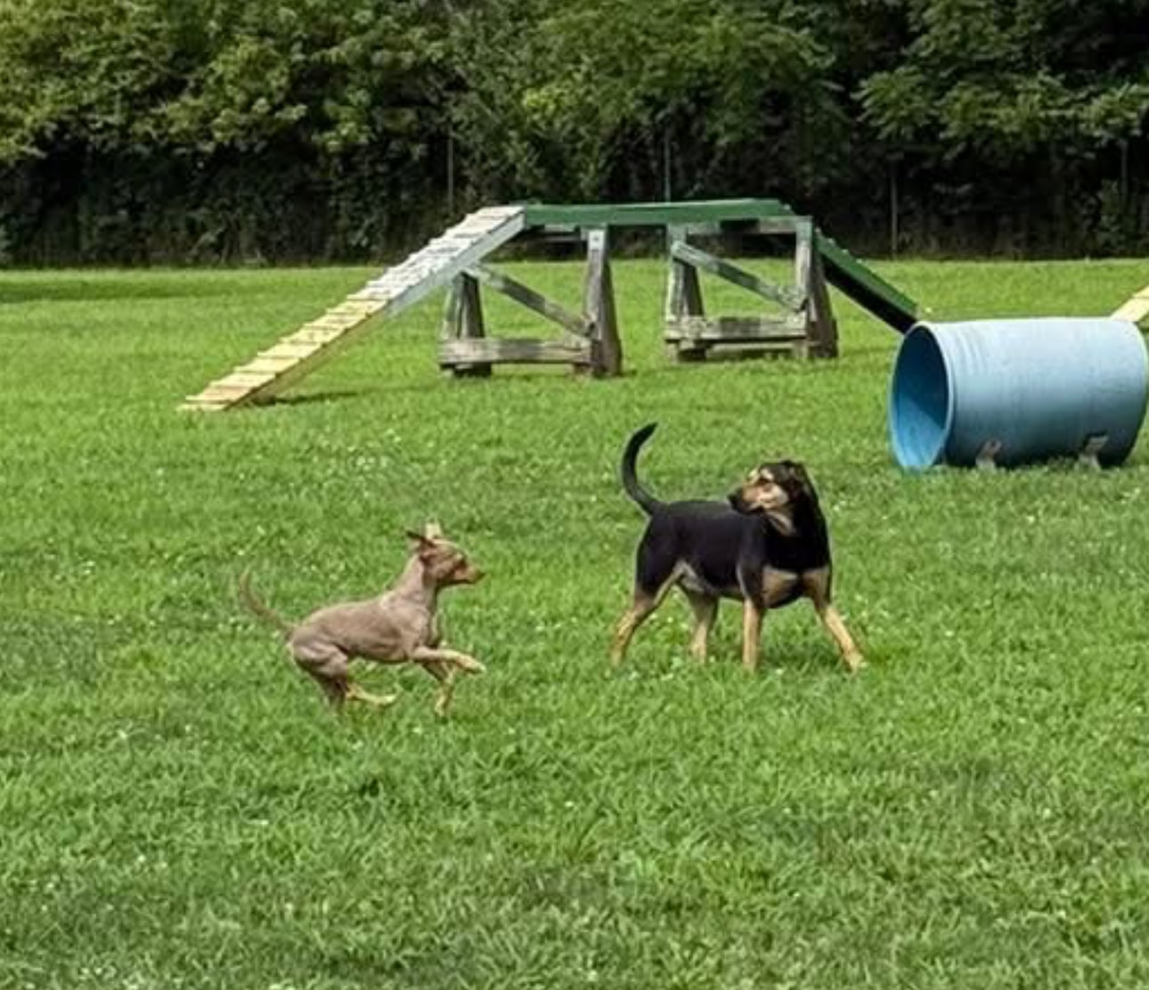 Trifecta Kennels - Gilbert, PA