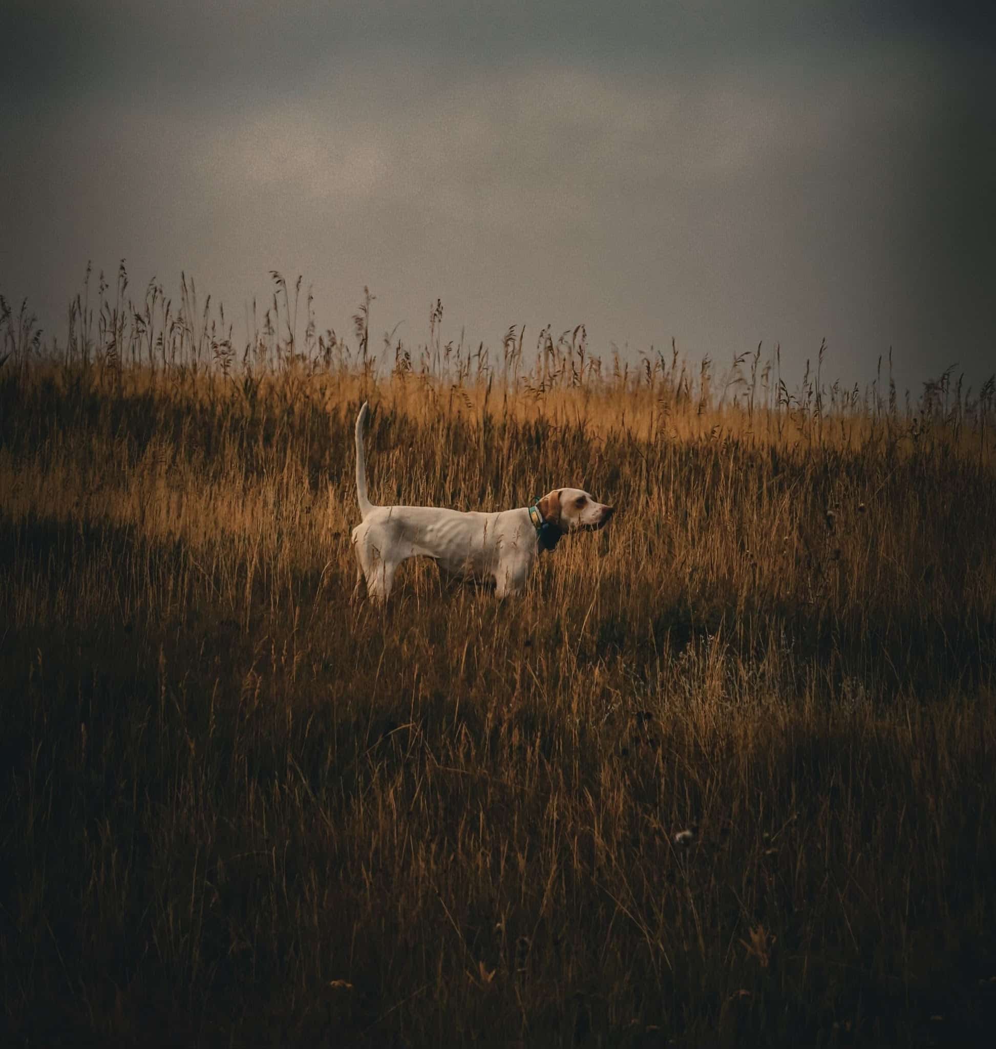 Backcountry Shooting Preserve - Glasgow, KY