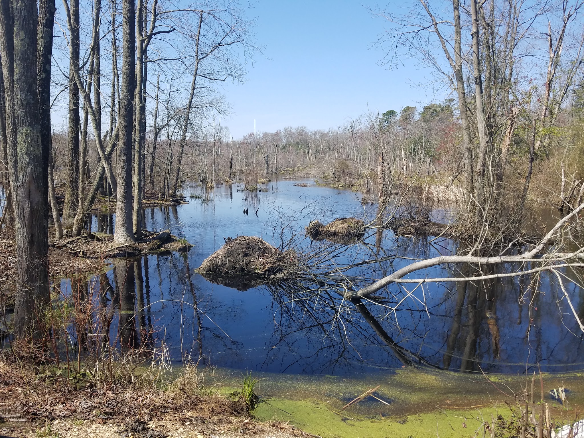 Bicycle Trail Glassboro/Williamstown - Glassboro, NJ