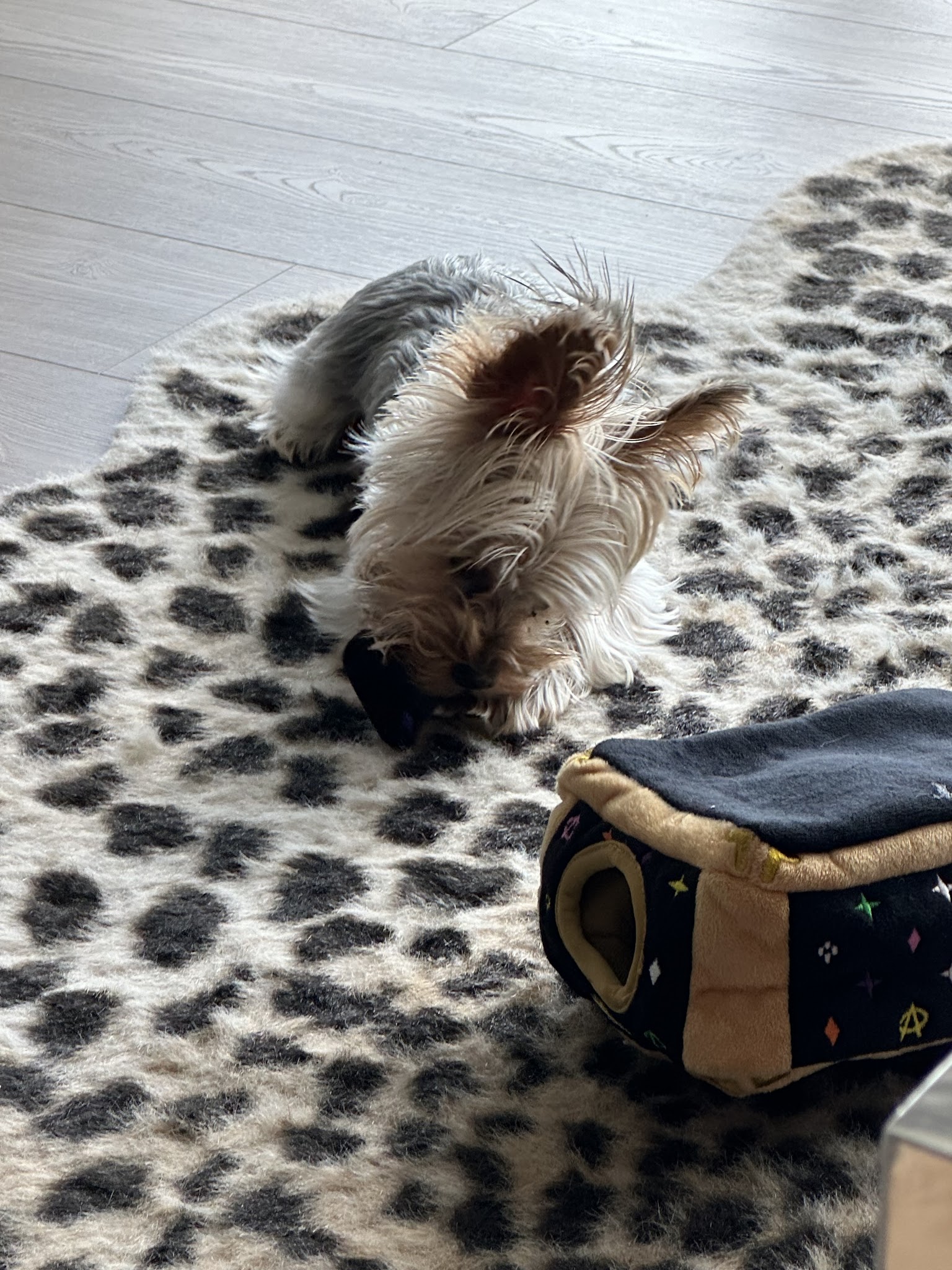 Salty Paws Rva - Glen Allen, VA