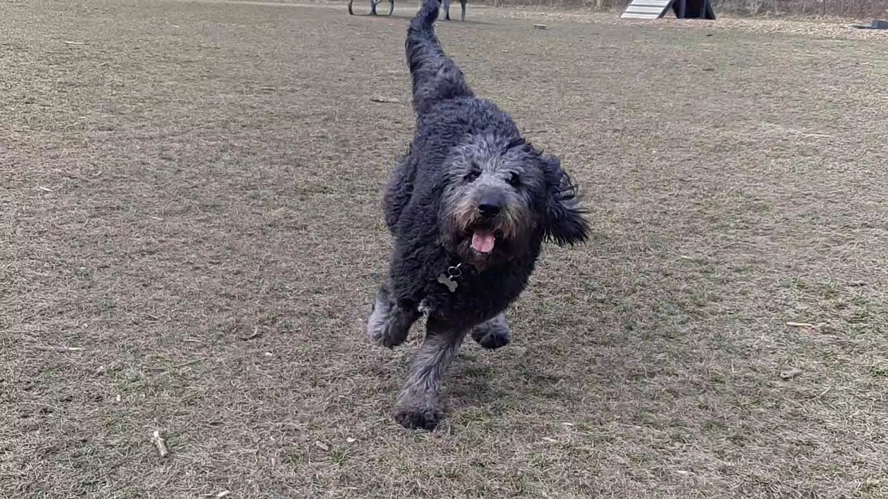 Spring Avenue Dog Park - Glen Ellyn, IL