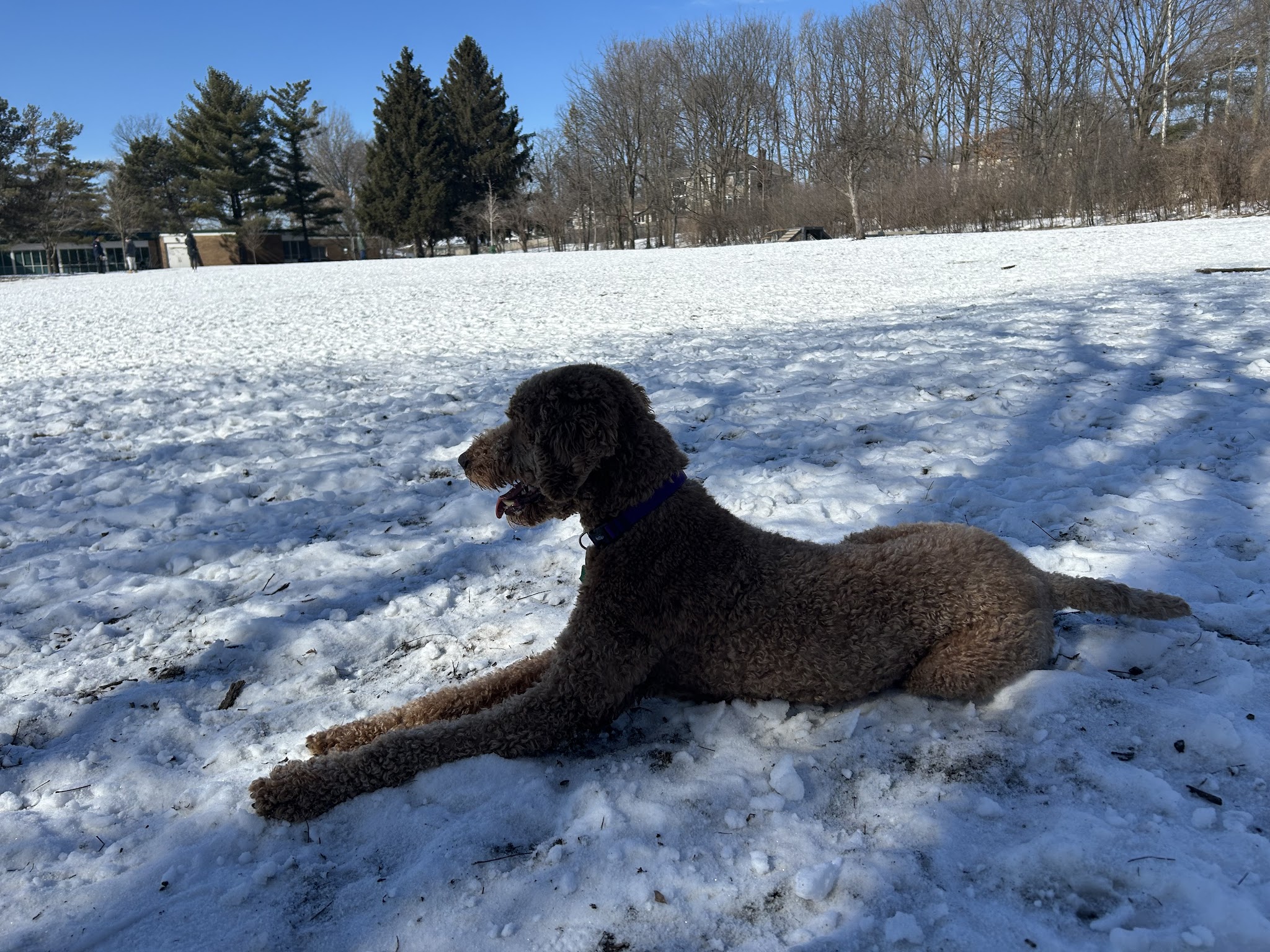 Spring Avenue Dog Park - Glen Ellyn, IL