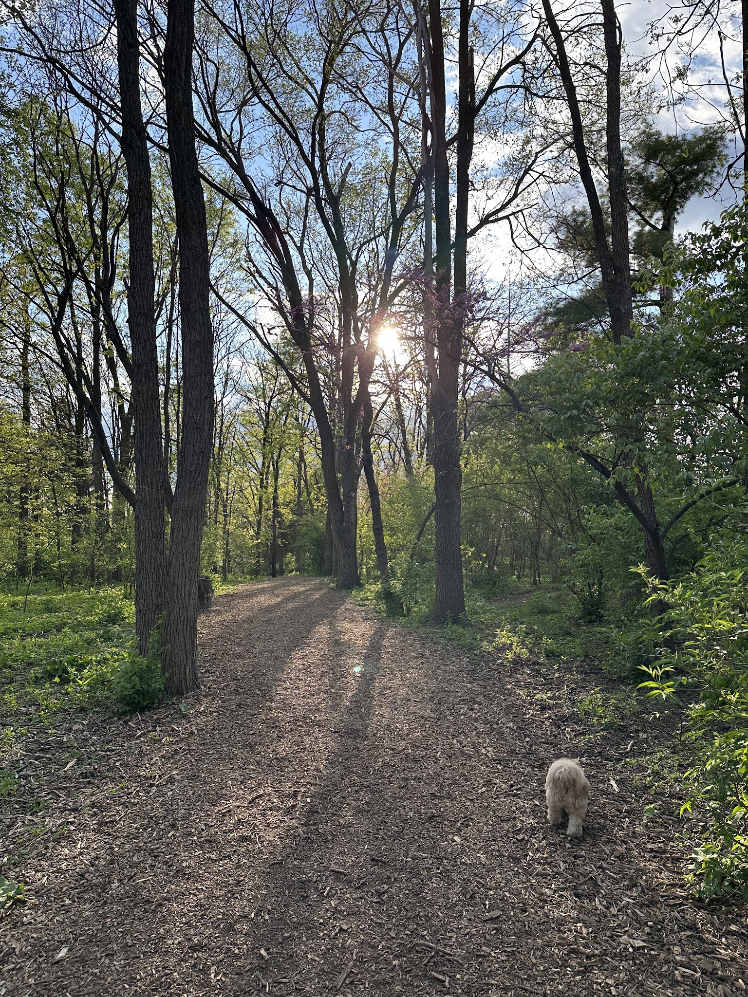 Spring Avenue Dog Park - Glen Ellyn, IL