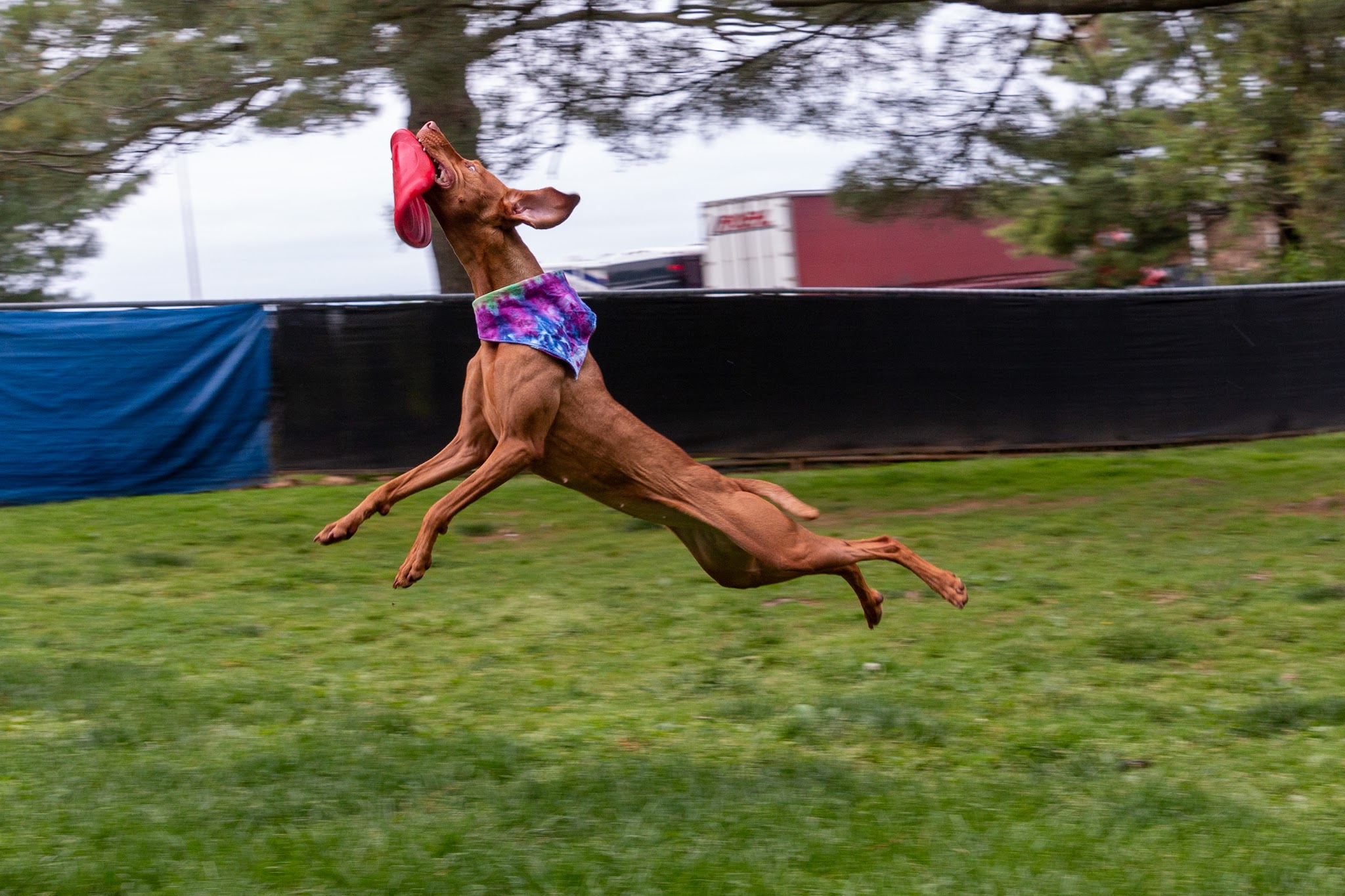 Tiki's Playhouse - Glenelg, MD
