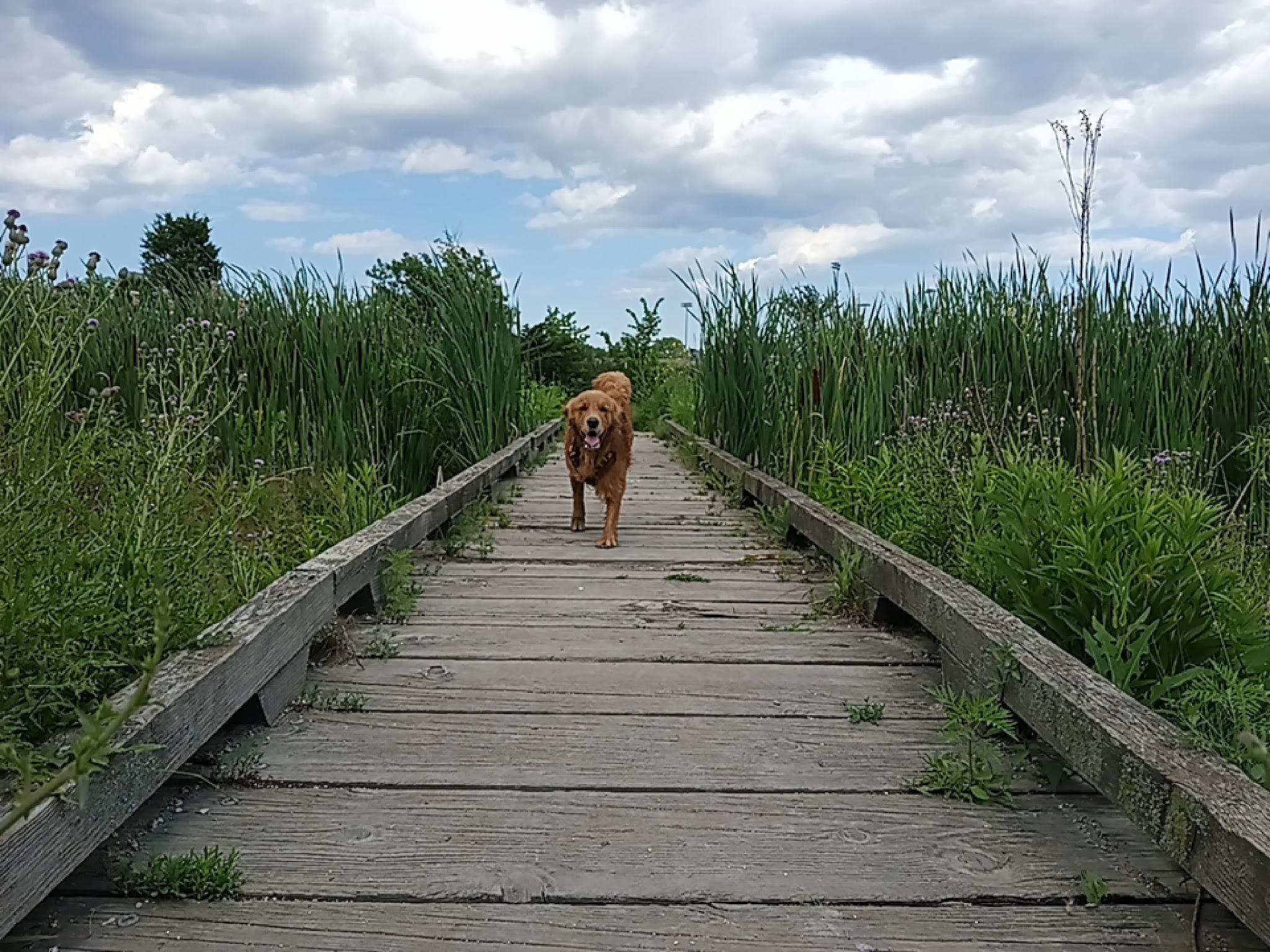 Beck Lake Off-Leash Dog Area - Glenview, IL
