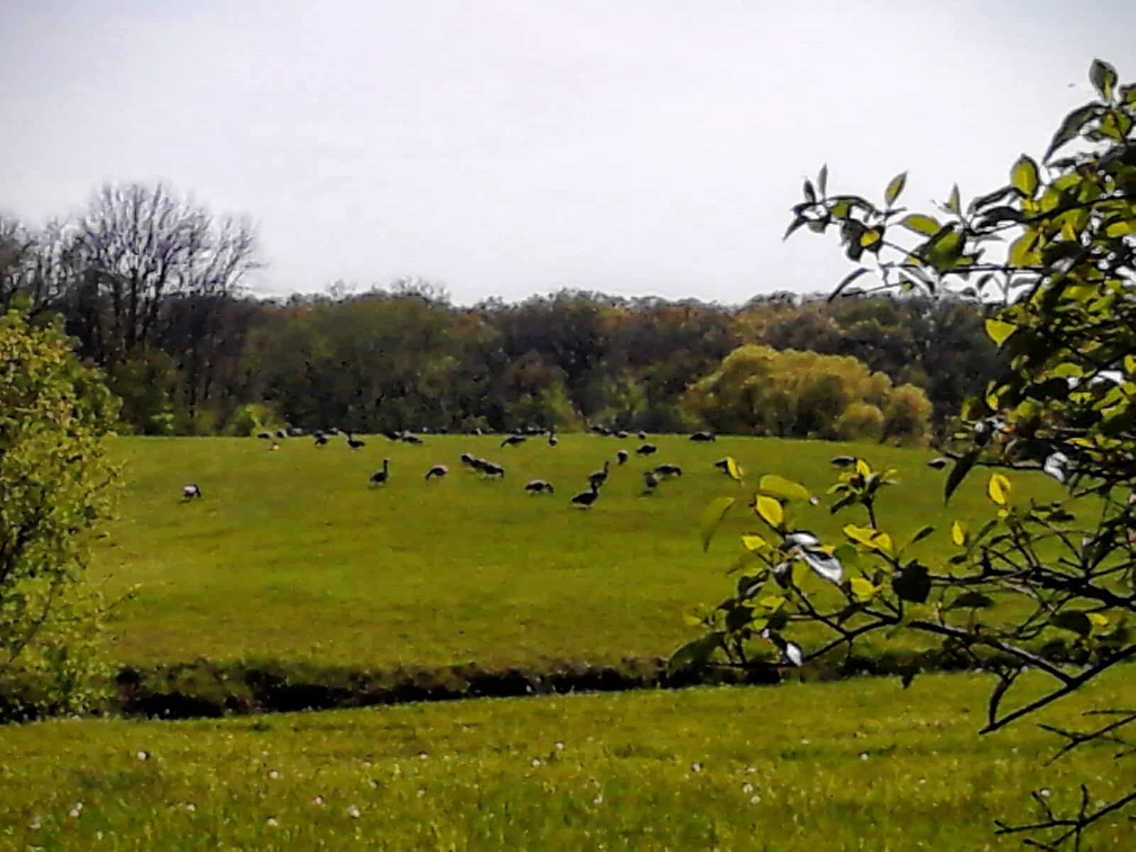 Beck Lake Off-Leash Dog Area - Glenview, IL