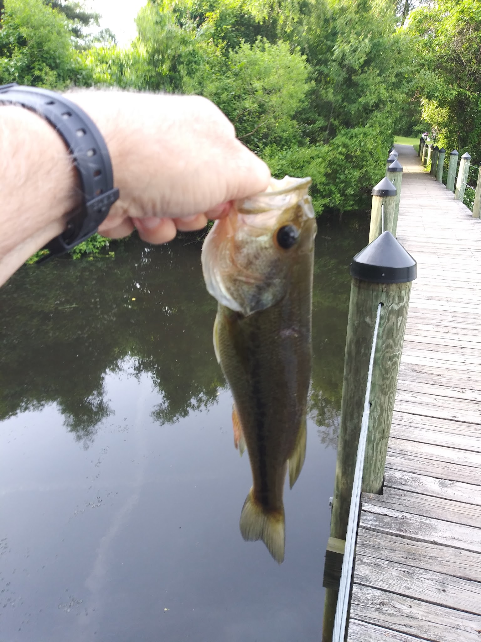 Warfields Pond Park - Glenwood, MD