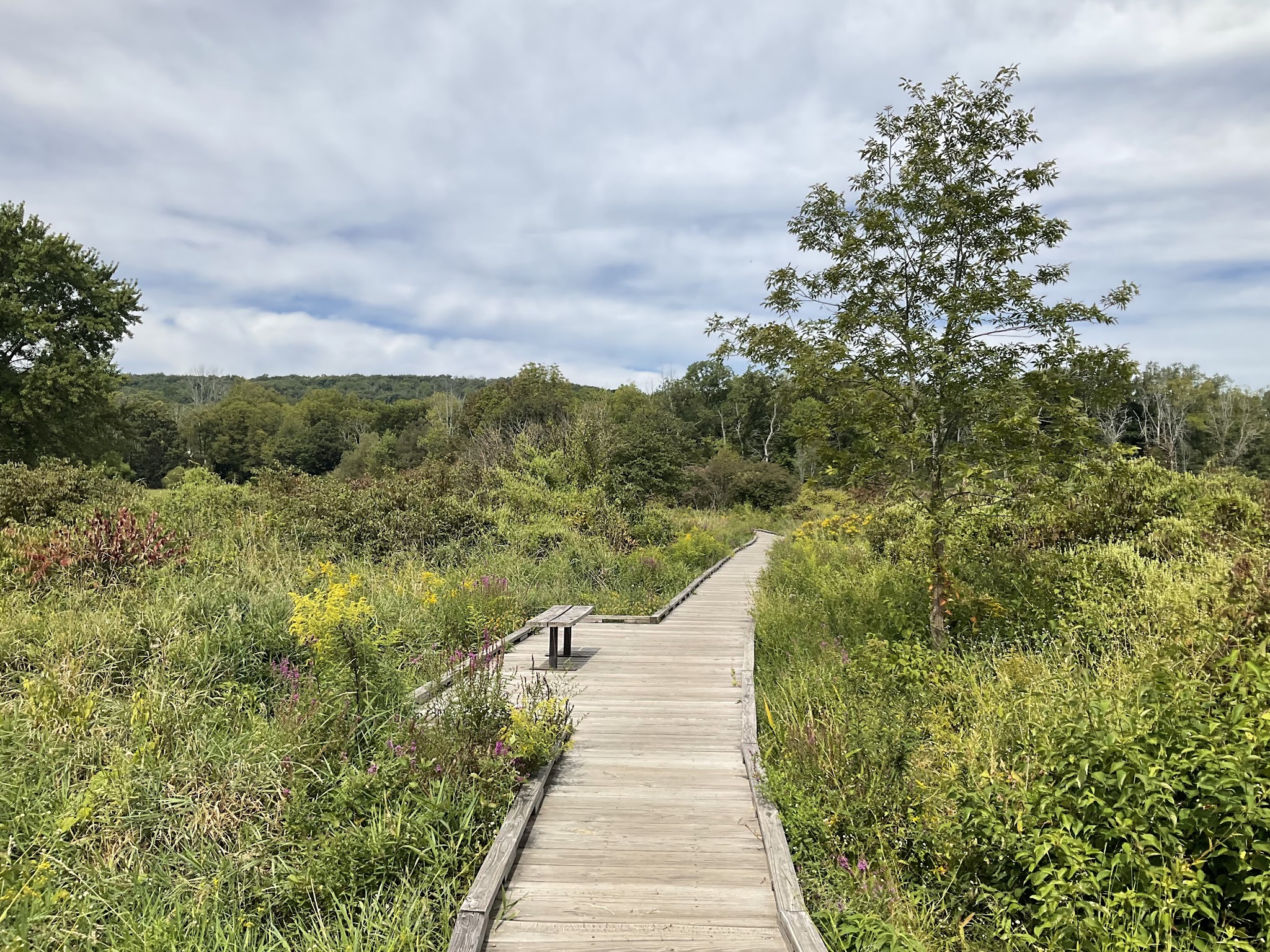 Pochuck Boardwalk Suspension Bridge - Glenwood, NJ