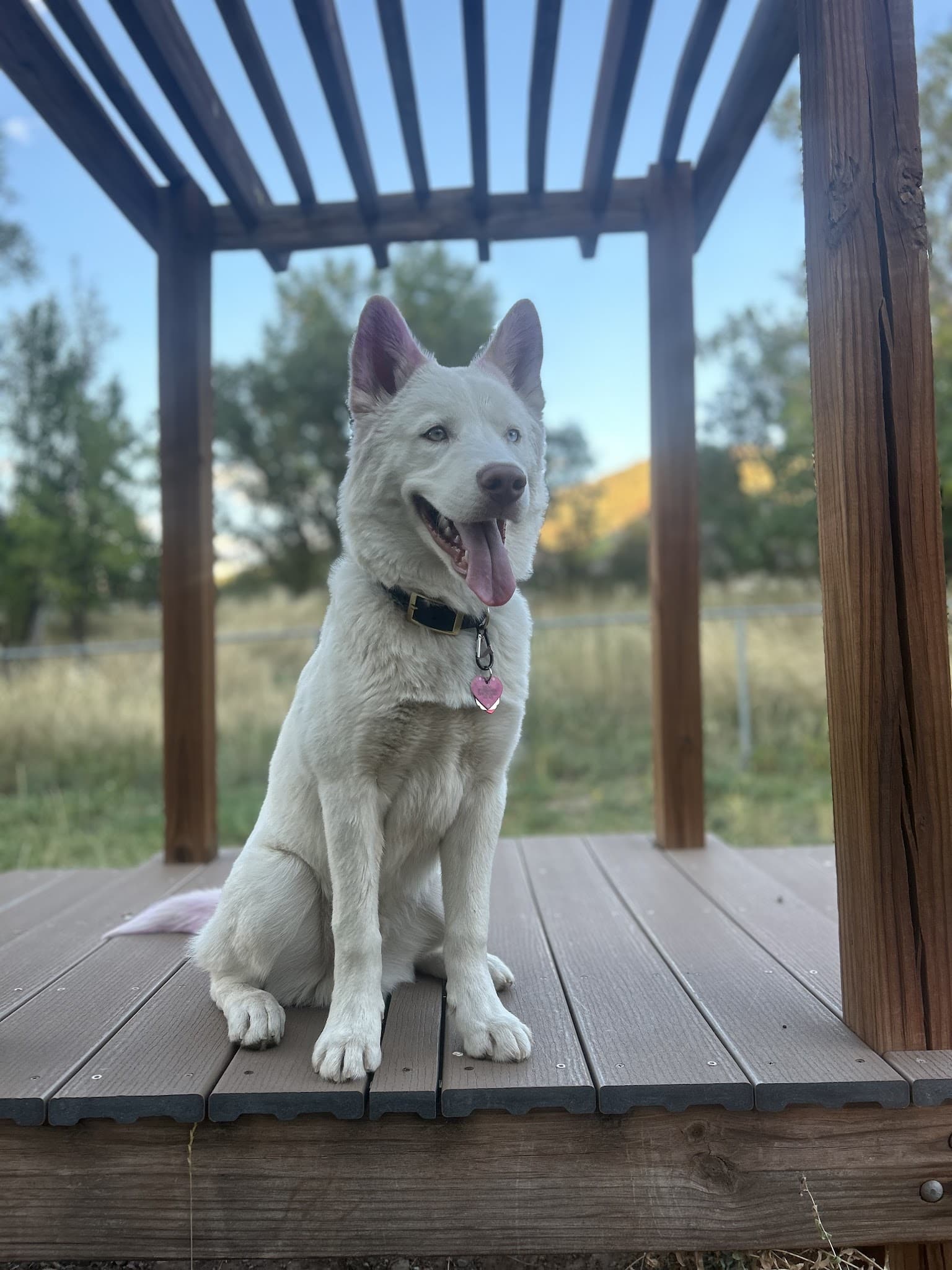 O'Leary & Rivertrail Dog Park - Glenwood Springs, CO