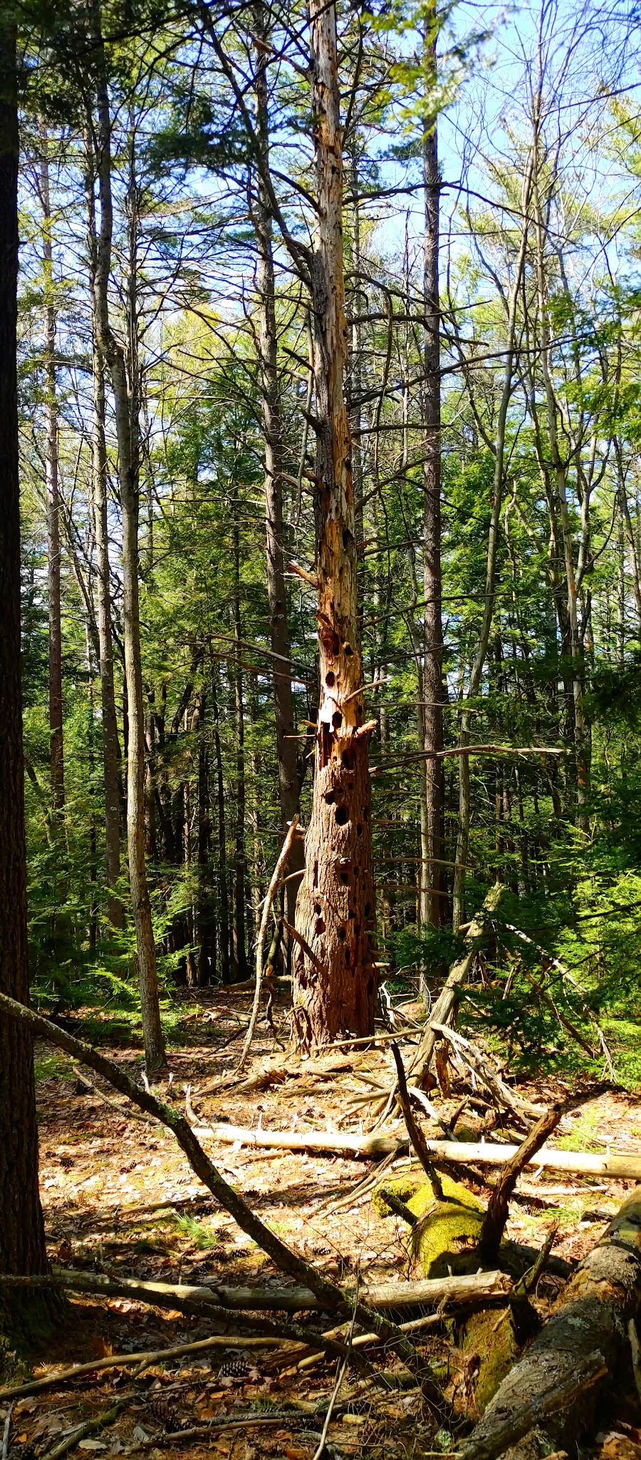 Florence M. Tarr Wildlife Sanctuary - Goffstown, NH