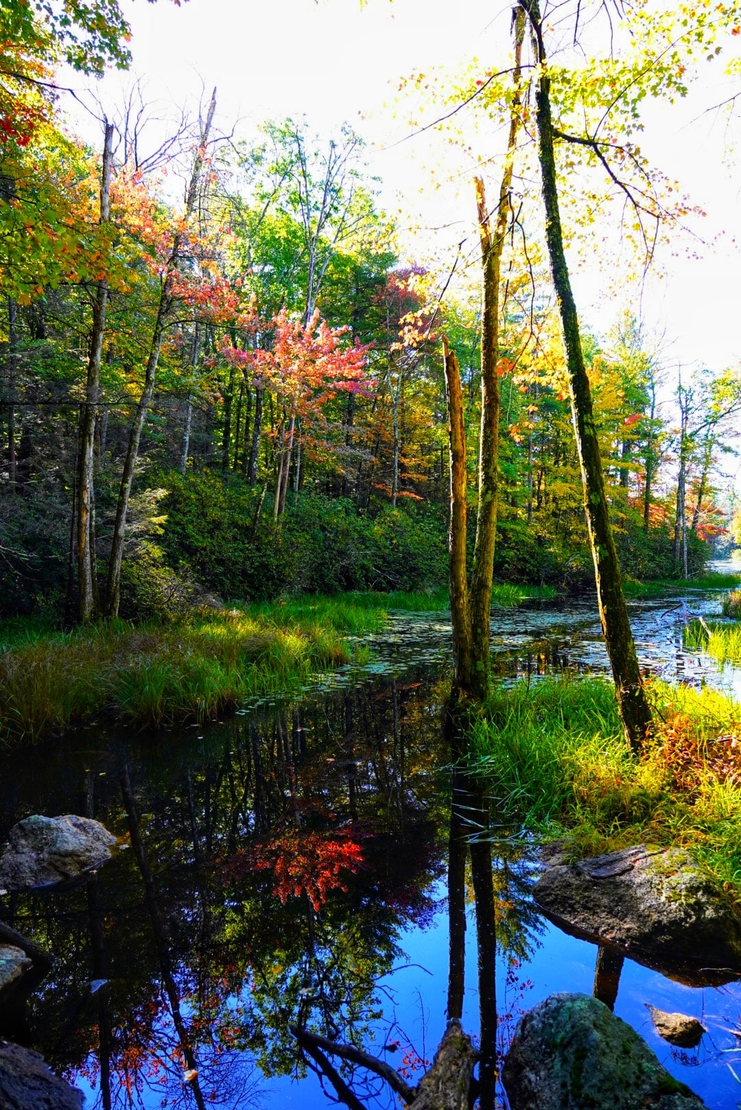 Florence M. Tarr Wildlife Sanctuary - Goffstown, NH