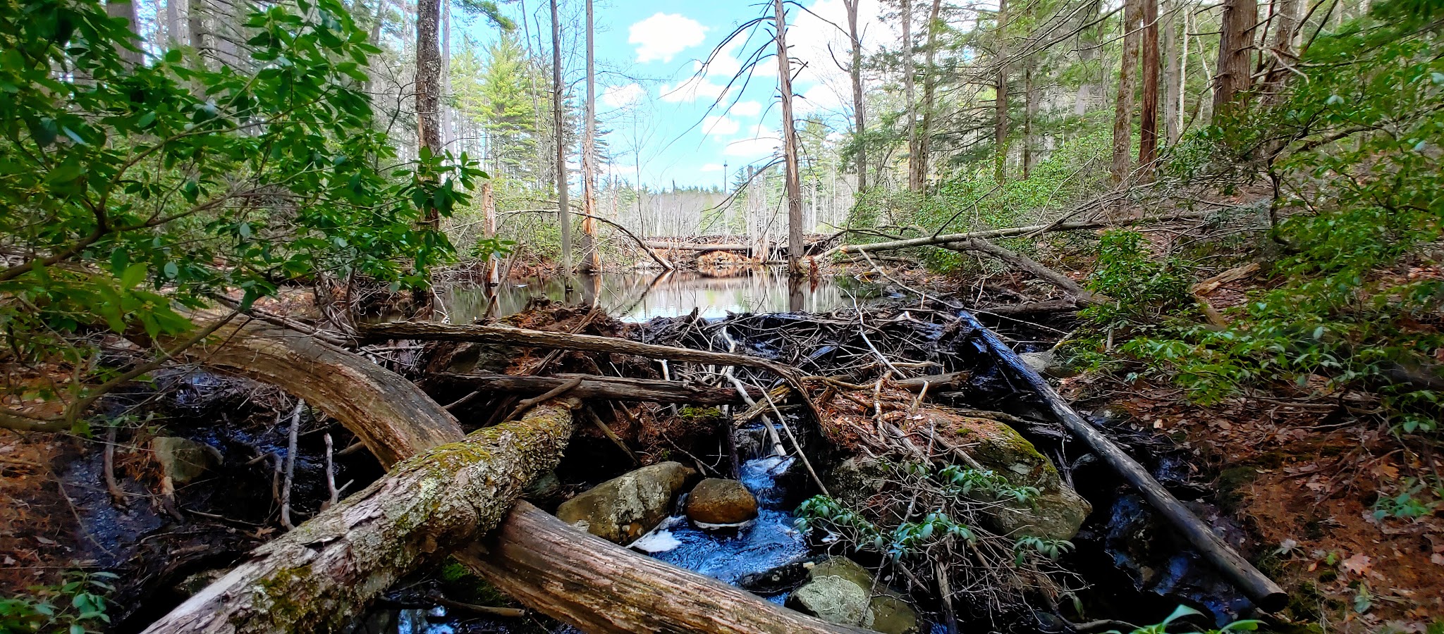 Florence M. Tarr Wildlife Sanctuary - Goffstown, NH