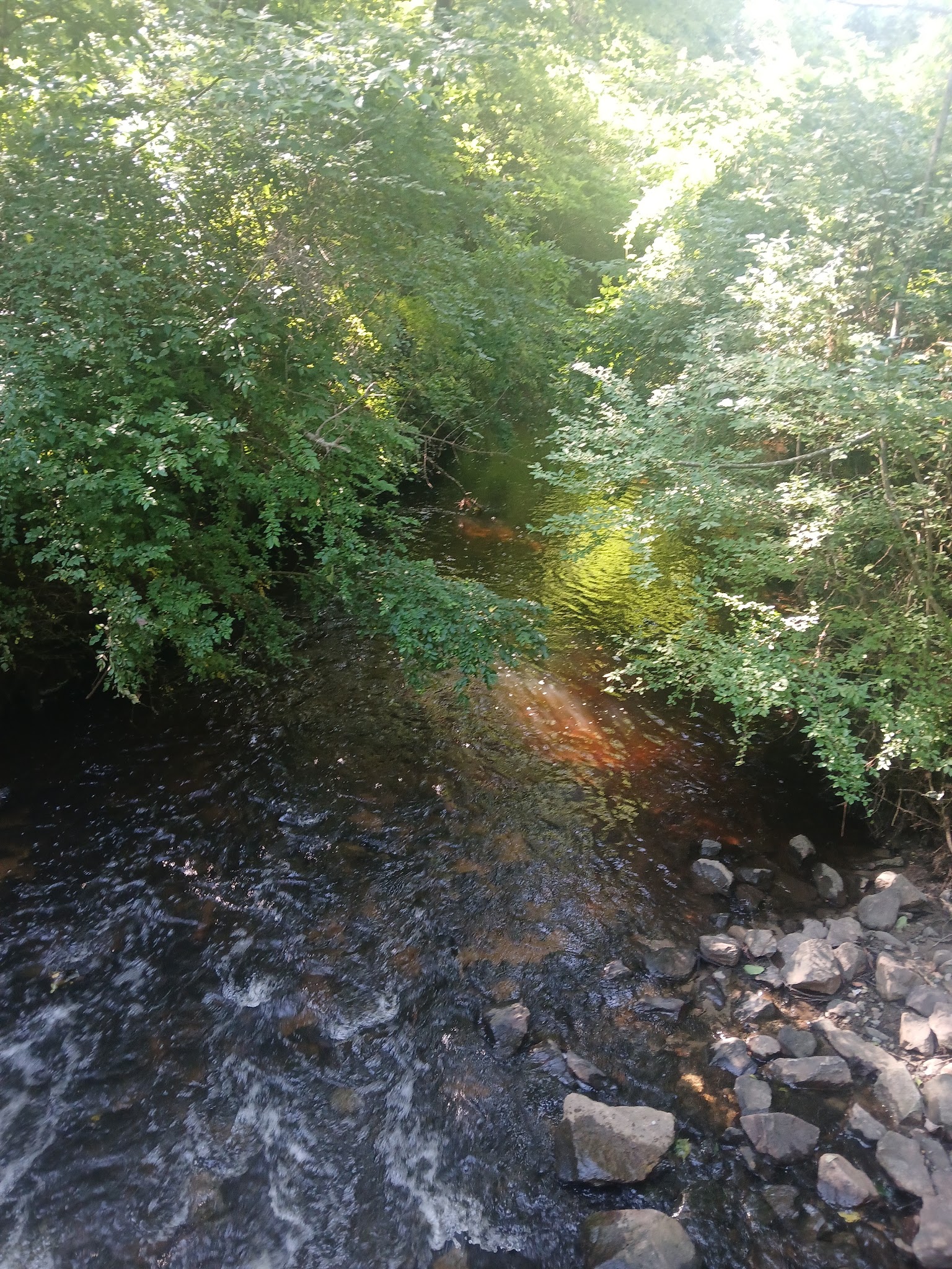 Reedy Branch Trail - Goldsboro, NC
