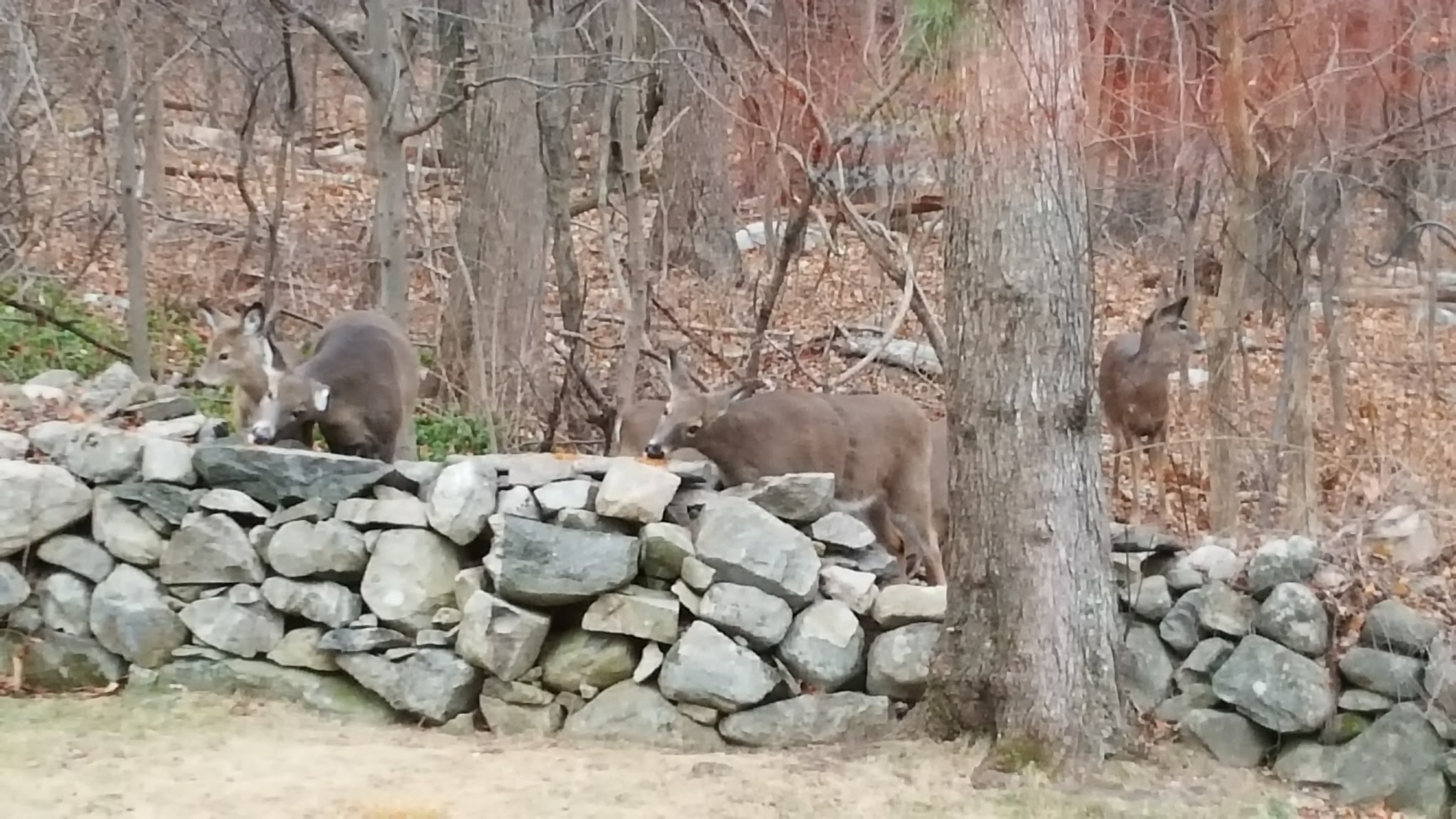 Forbush Sanctuary - Grafton, MA