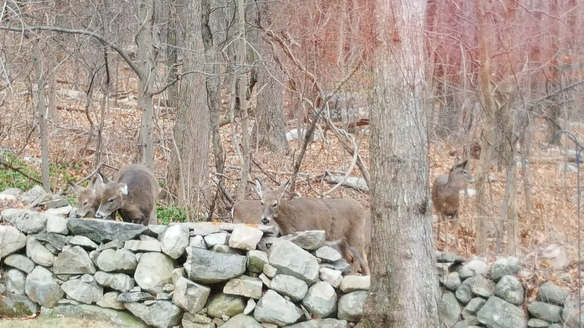 Forbush Sanctuary - Grafton, MA