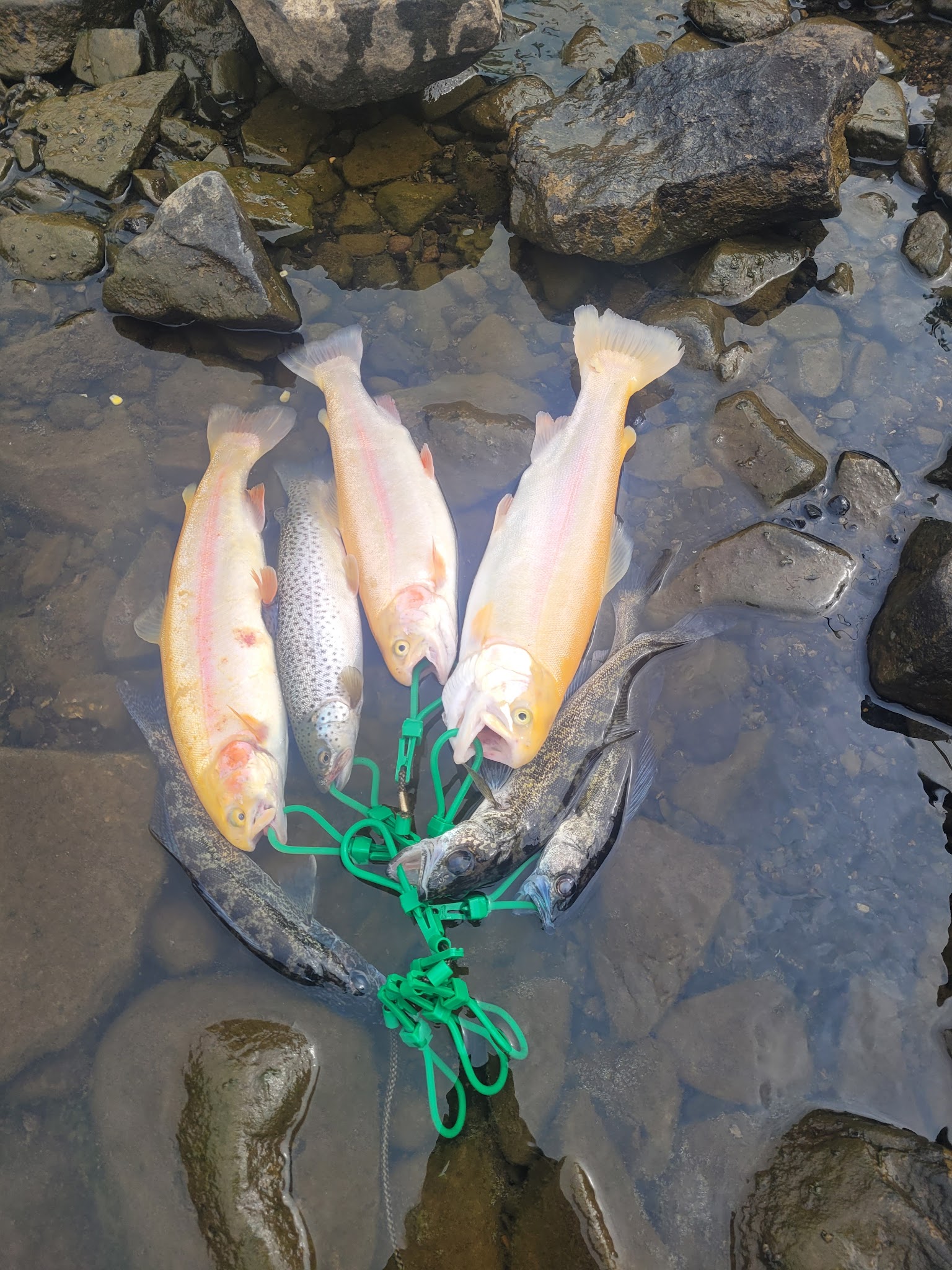 Grafton City Park and Campground - Grafton, WV