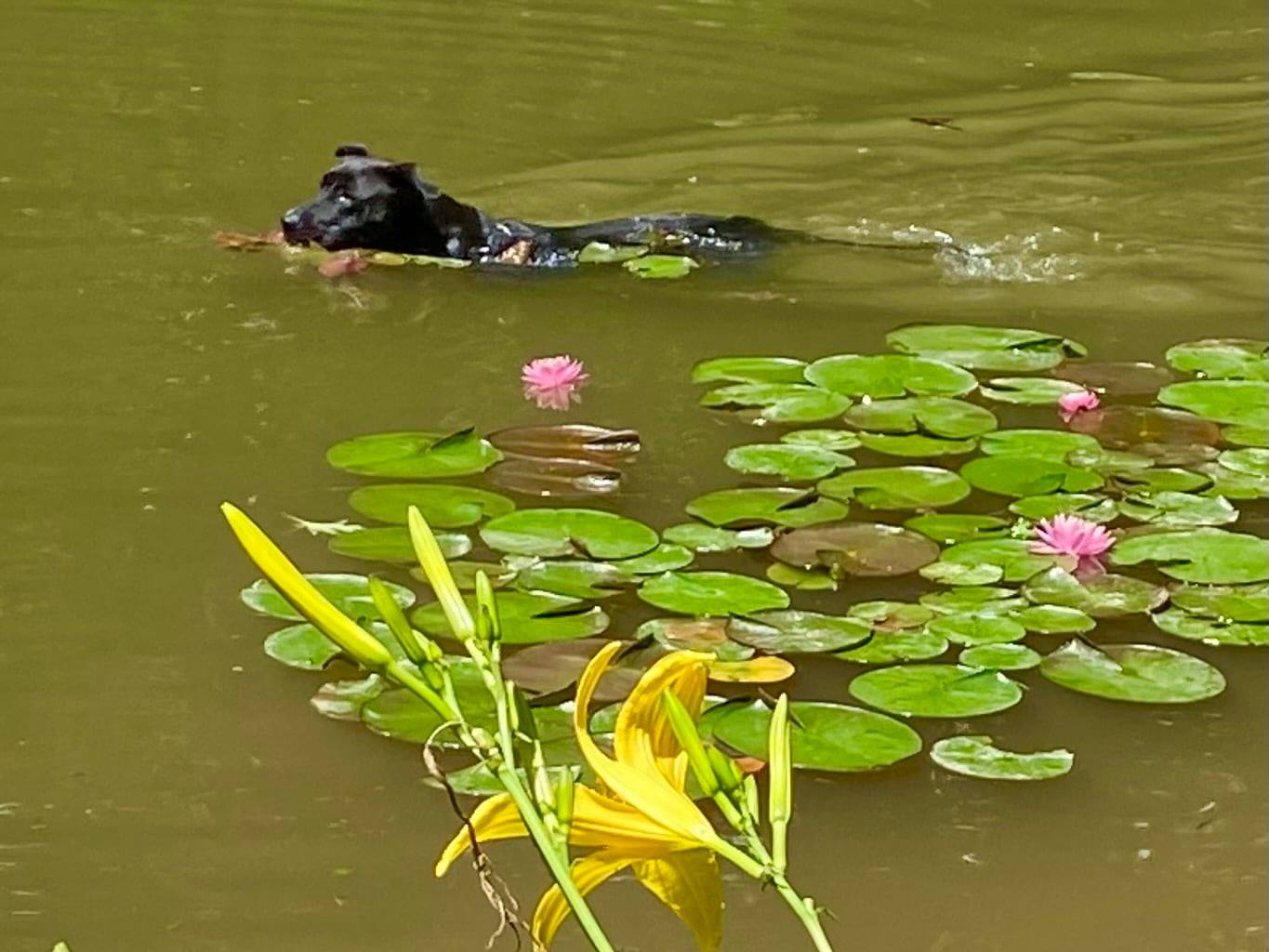 Great Companion Dog Training - Grahamsville, NY