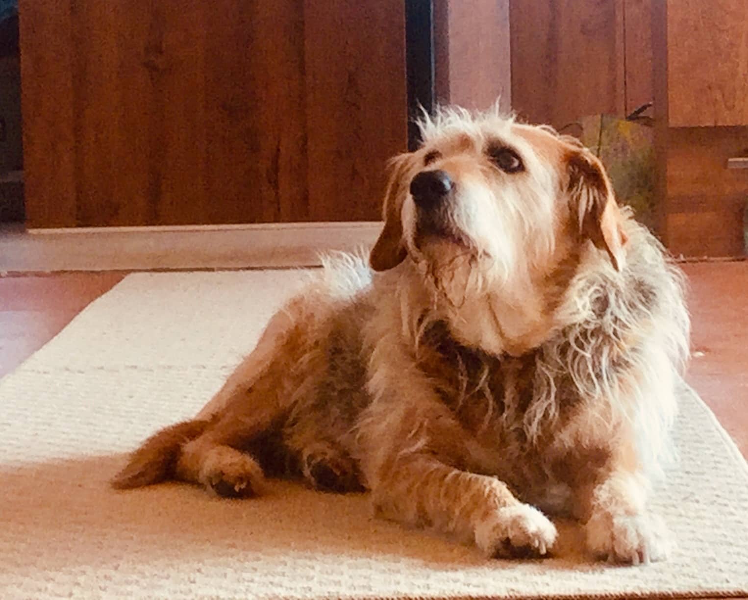 Great Companion Dog Training - Grahamsville, NY