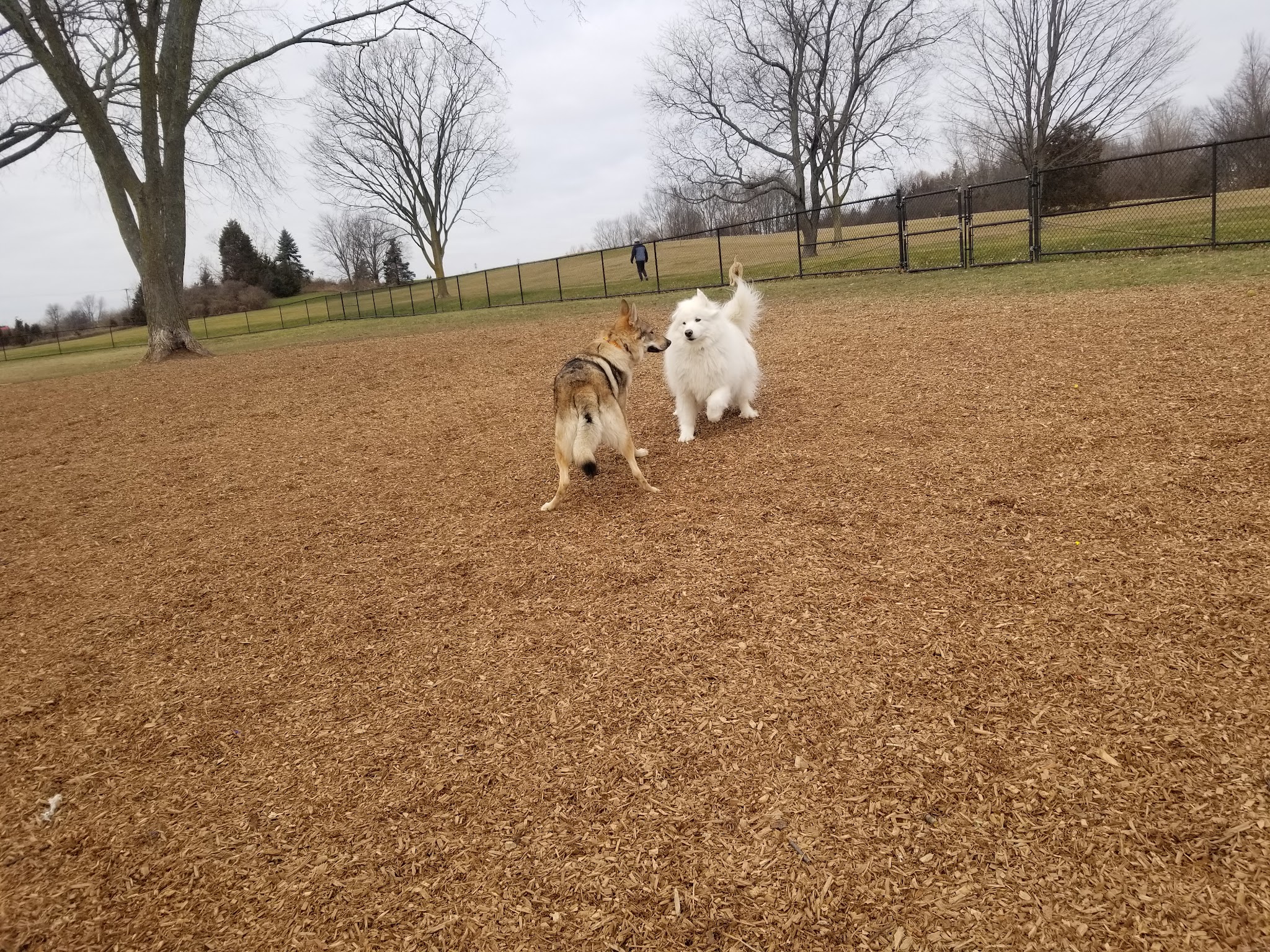 Cascade Dog Park - Grand Rapids, MI