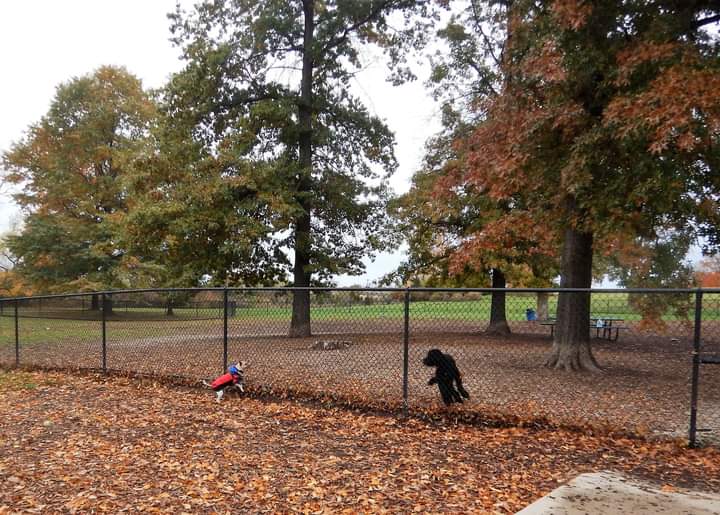 Cascade Dog Park - Grand Rapids, MI