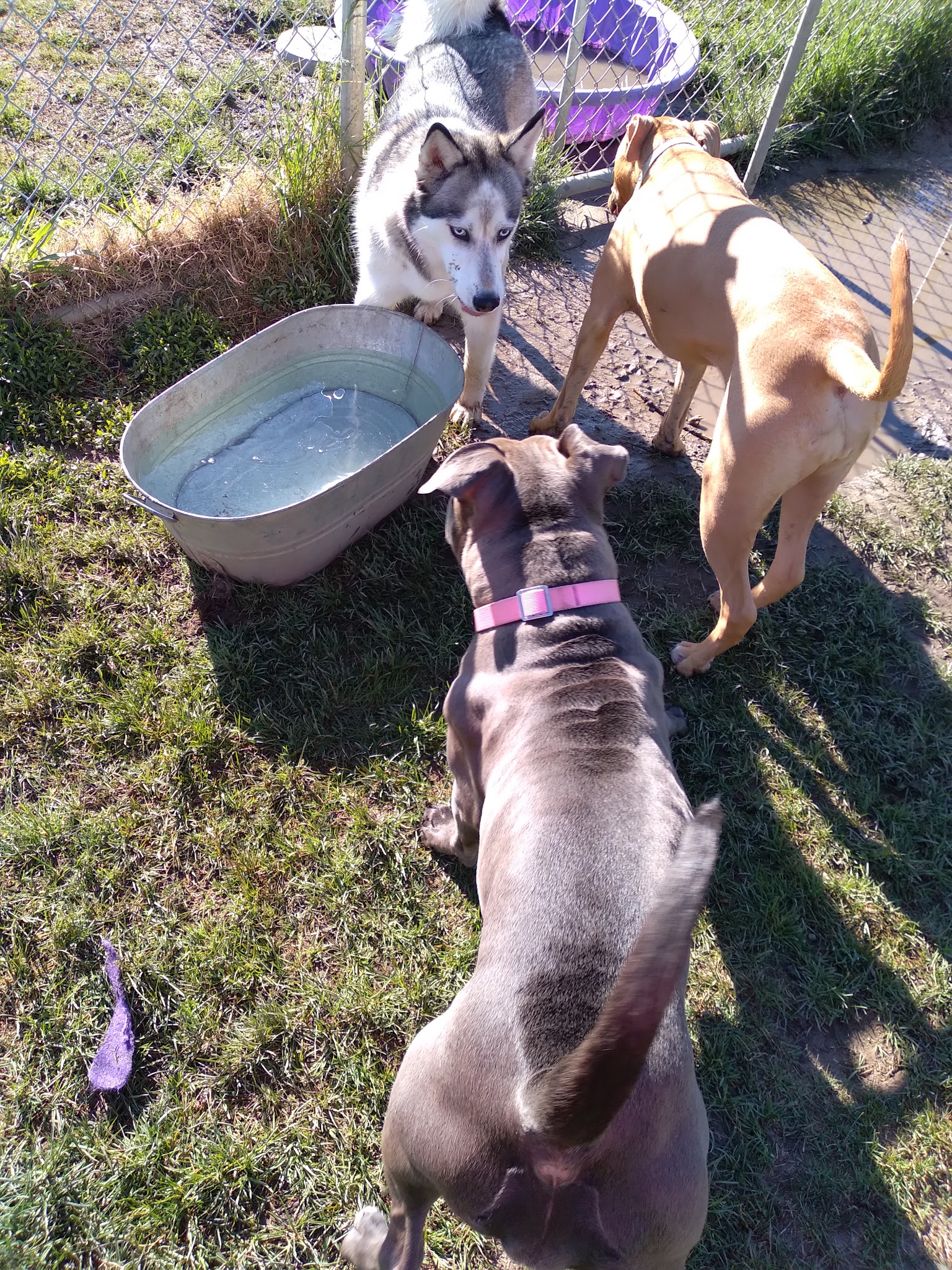 Dog Park - Grand Rapids, MI