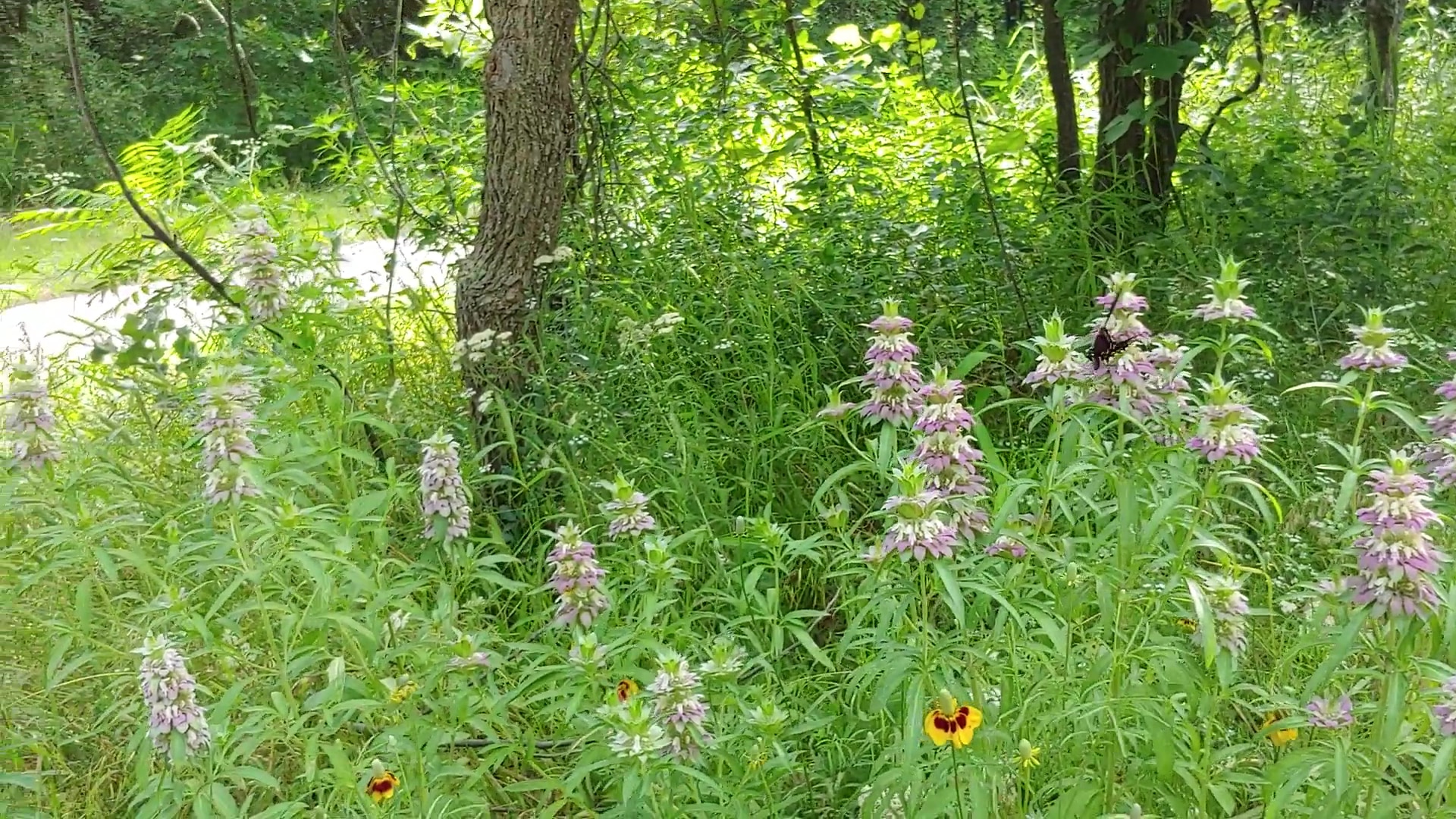 Wall-Farrar Nature Trail - Grapevine, TX