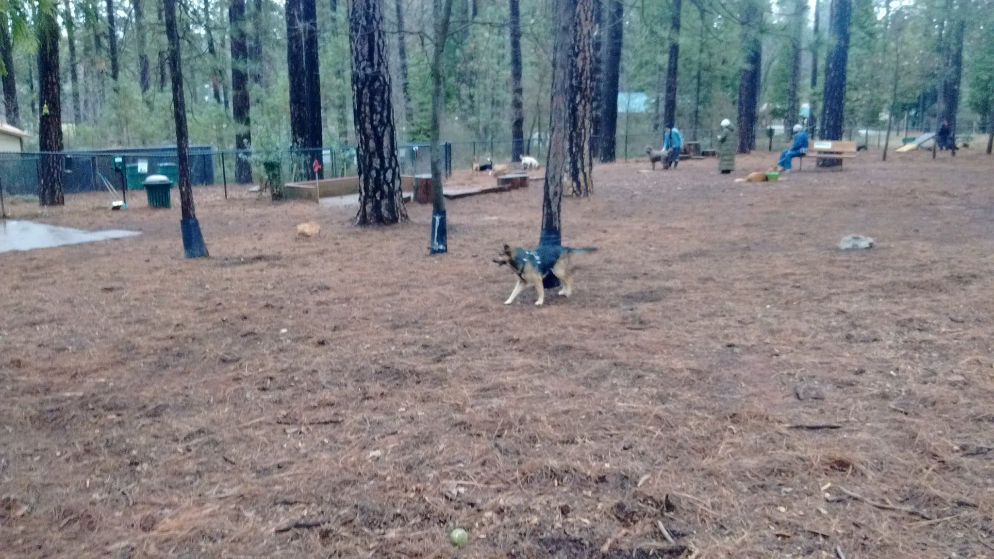 Dogs Run Free - Grass Valley, CA