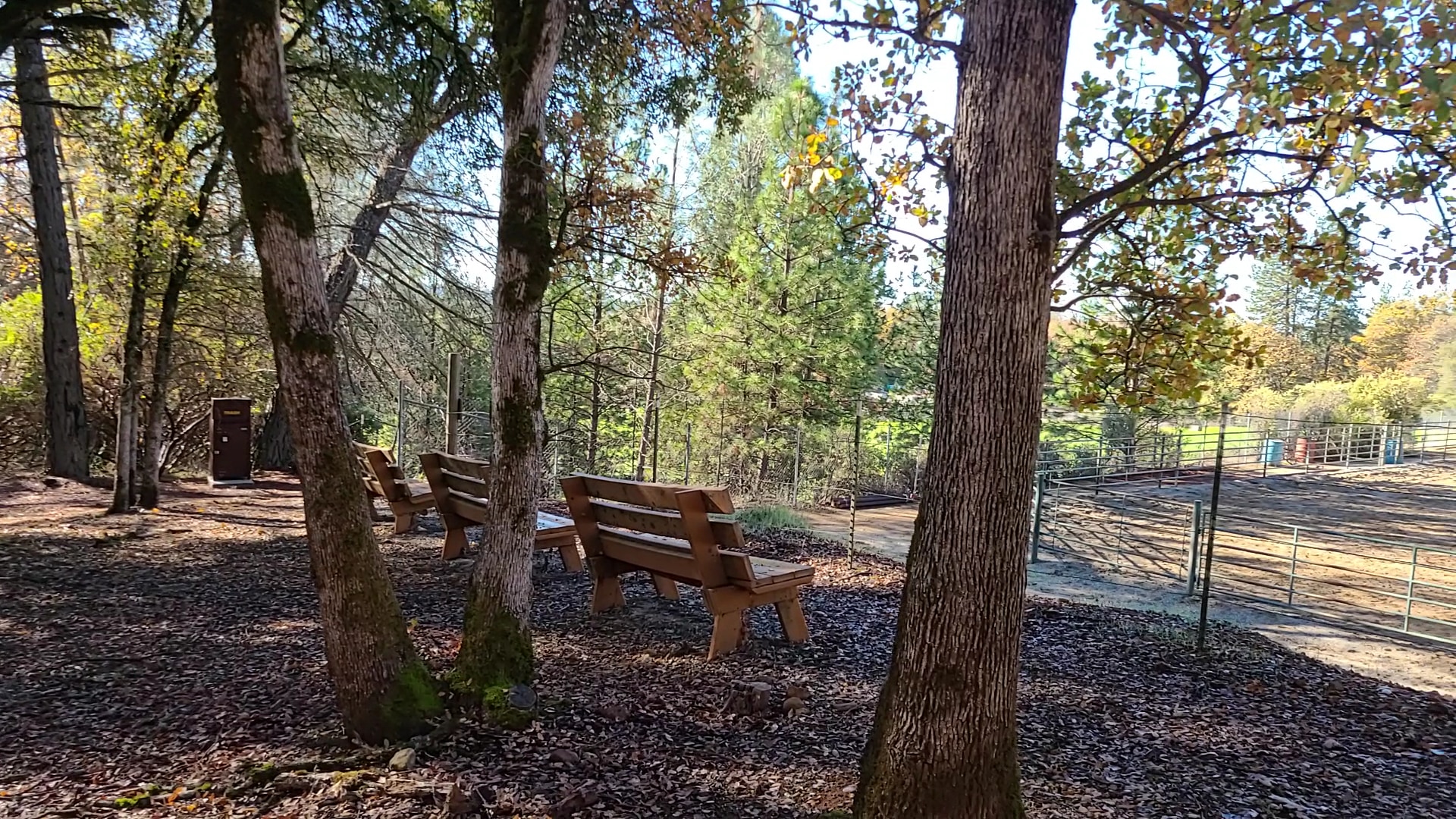 Dogs Run Free - Grass Valley, CA