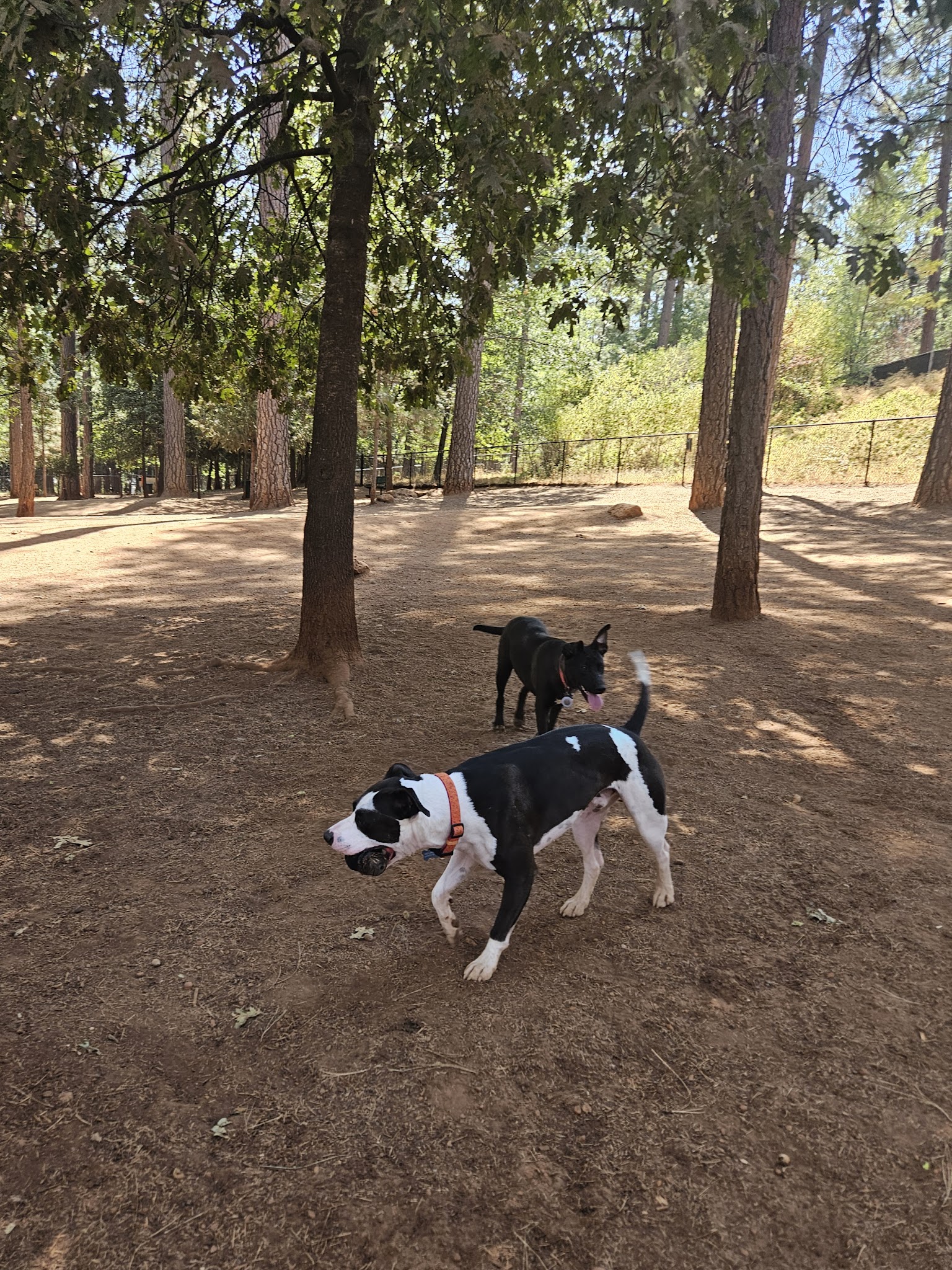 Dogs Run Free - Grass Valley, CA