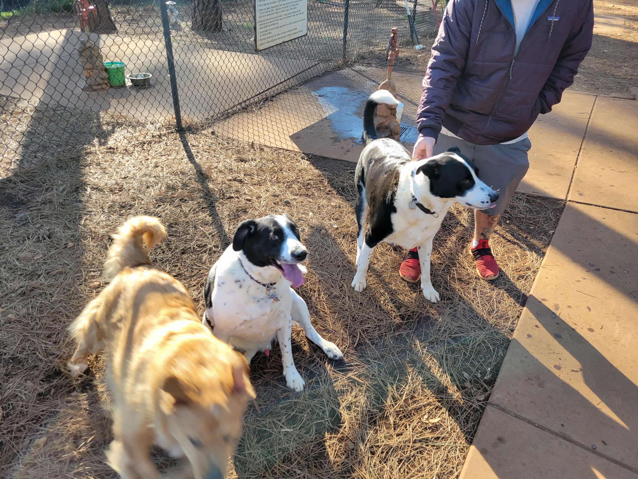 Dogs Run Free - Grass Valley, CA