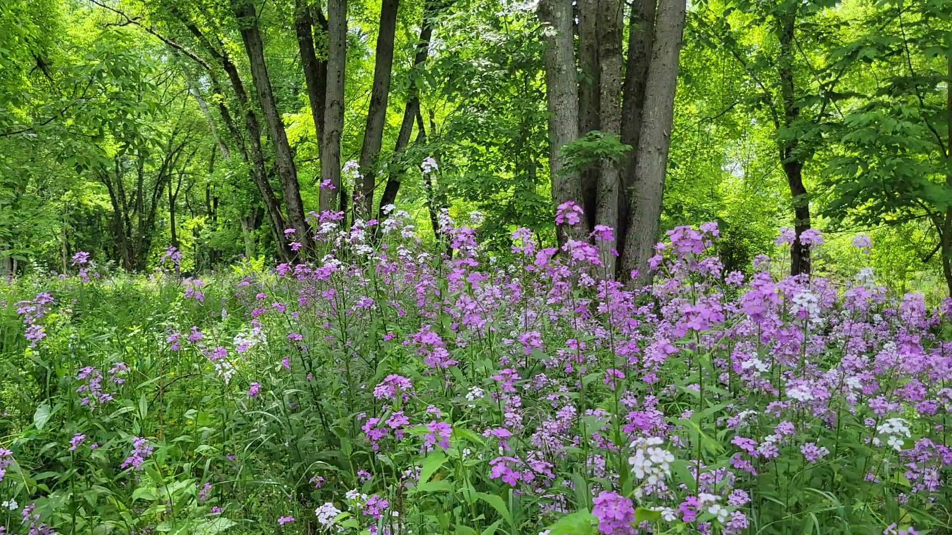 Housatonic Flats Reserve - Great Barrington, MA