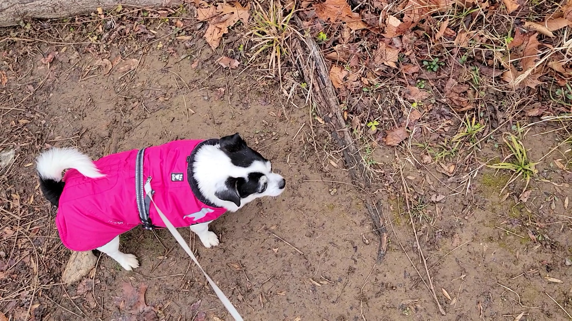 Great Falls VA - Great Falls, VA