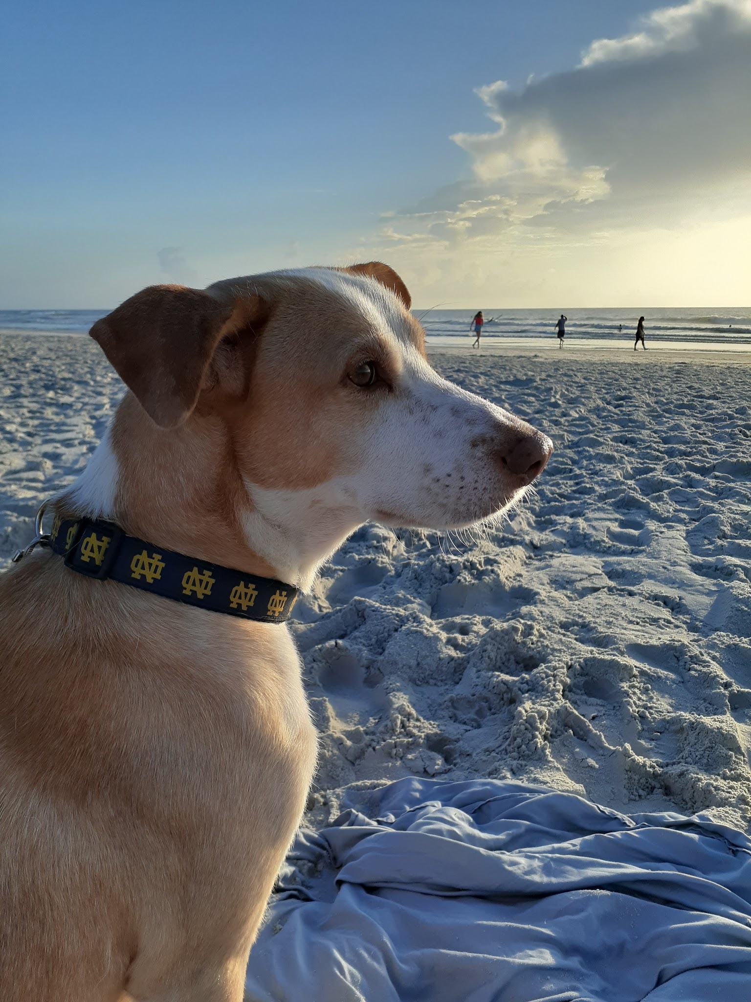 Clay County Animal Services - Green Cove Springs, FL