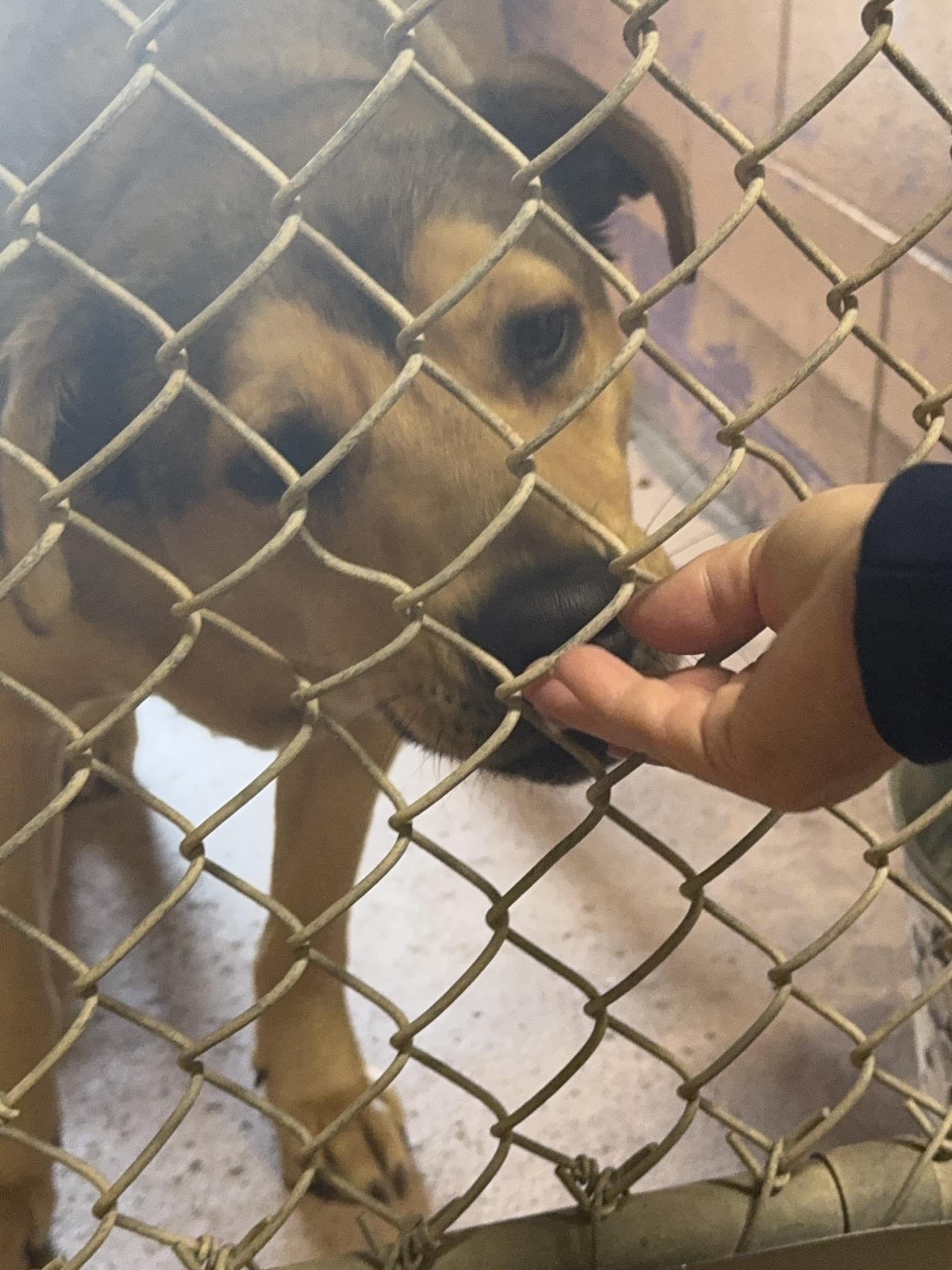 Clay County Animal Services - Green Cove Springs, FL